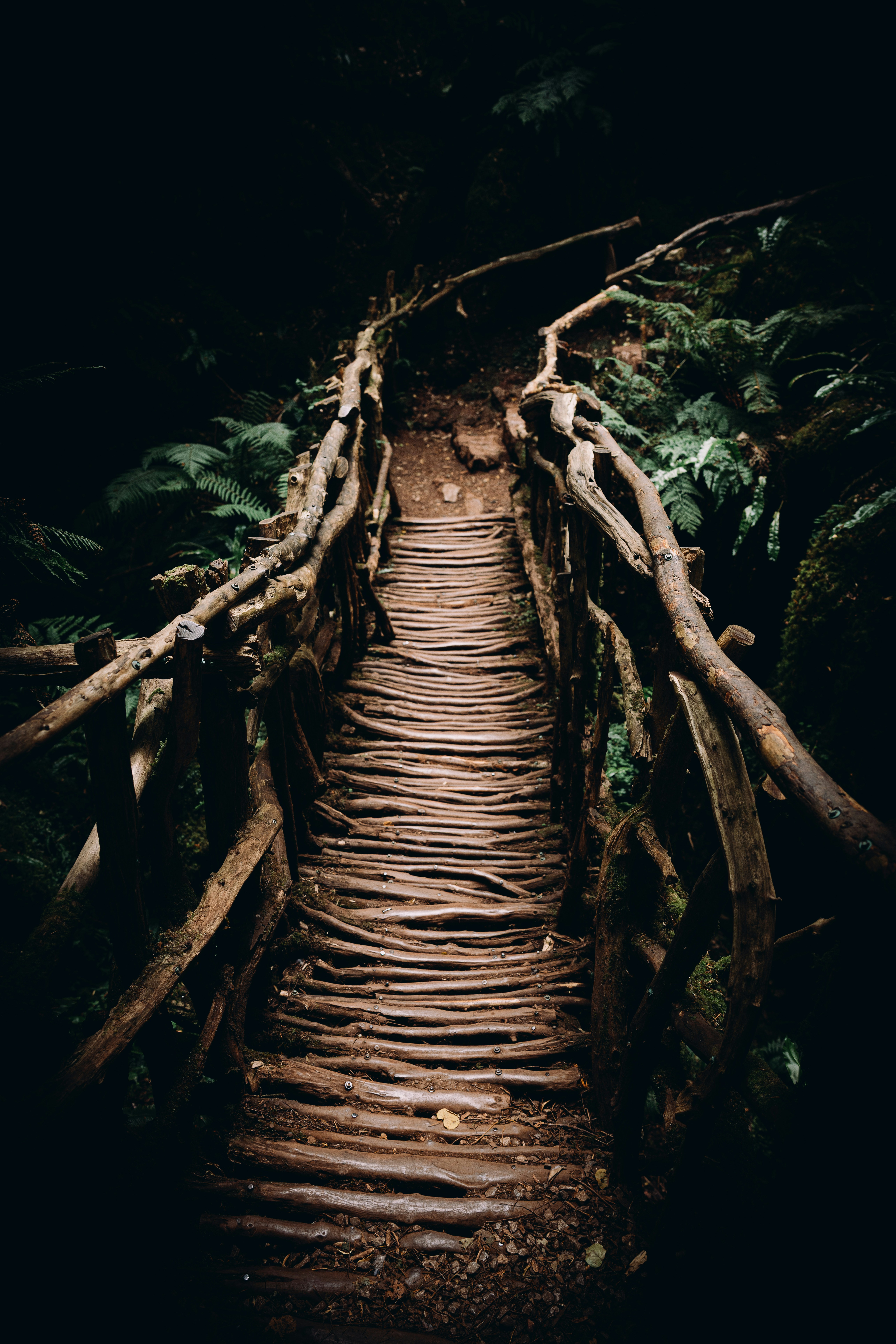 Rustic wooden bridge in a dark, lush forest