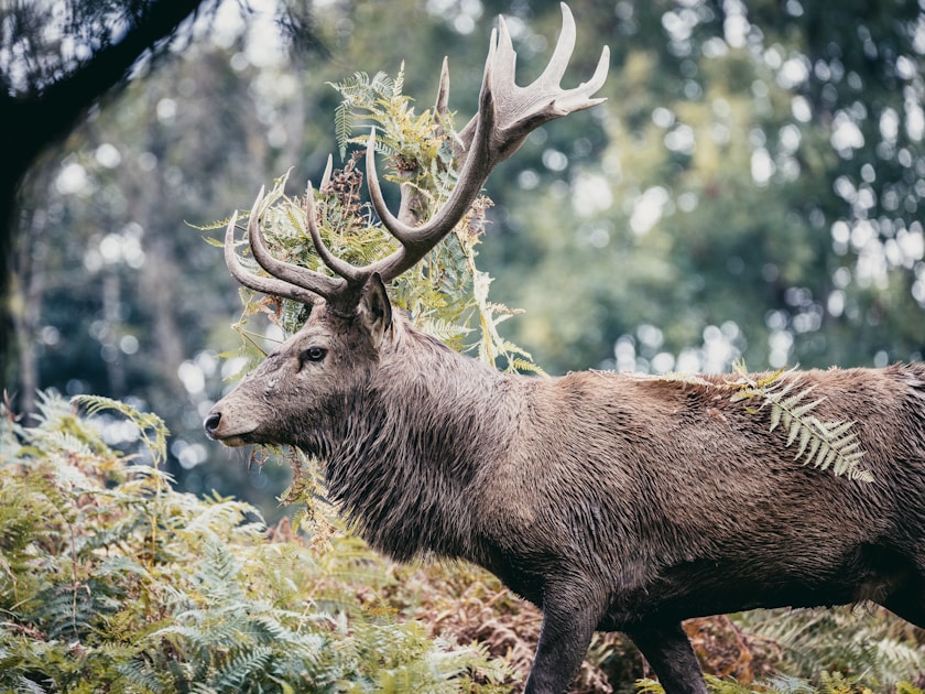 Record-class whitetail buck in a Kansas agricultural field during the November rut
