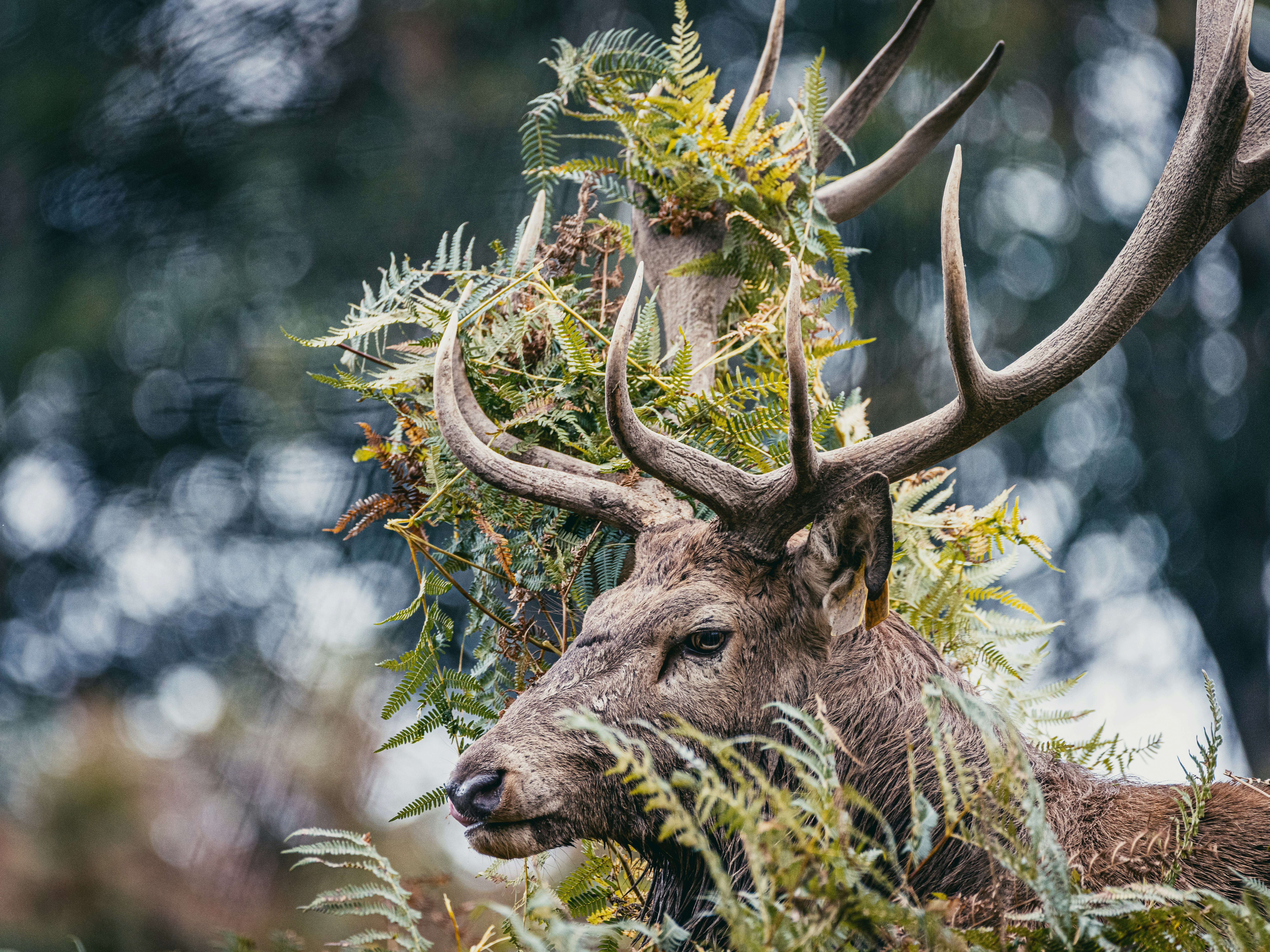 A majestic stag with antlers adorned with foliage