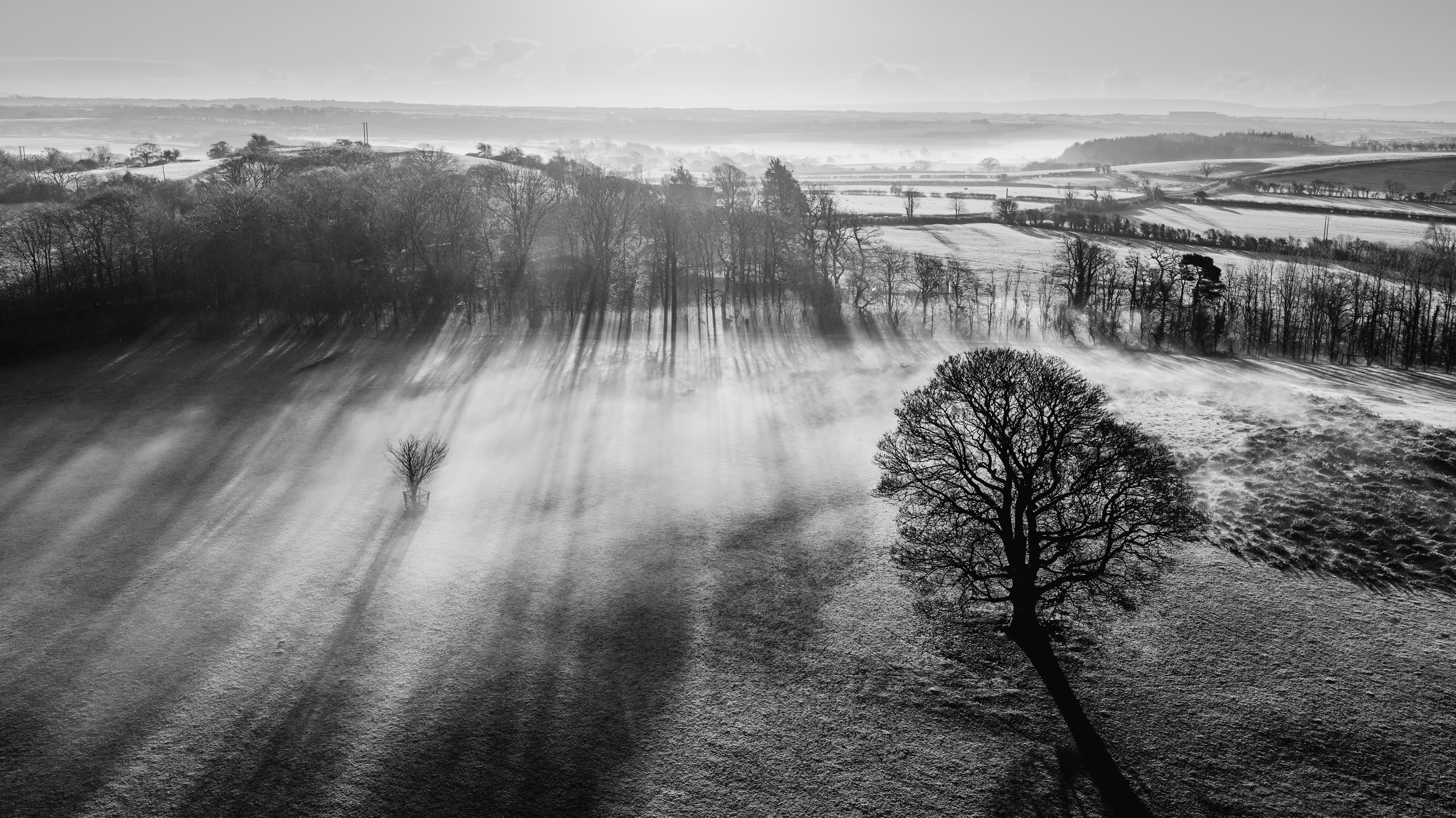 Misty morning landscape with a lone tree and sunbeams.