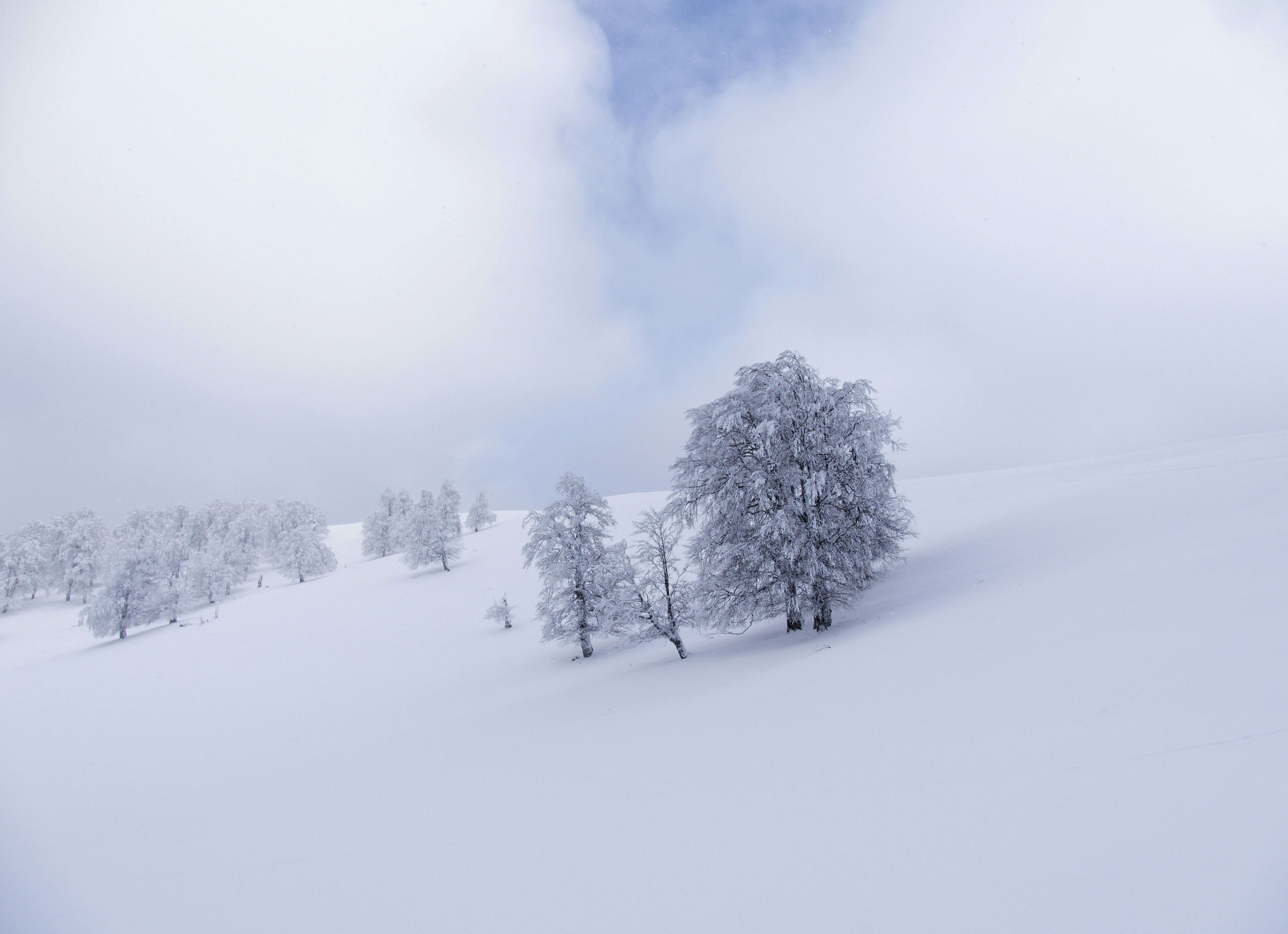 Snow-covered trees on a gentle slope under a cloudy sky.