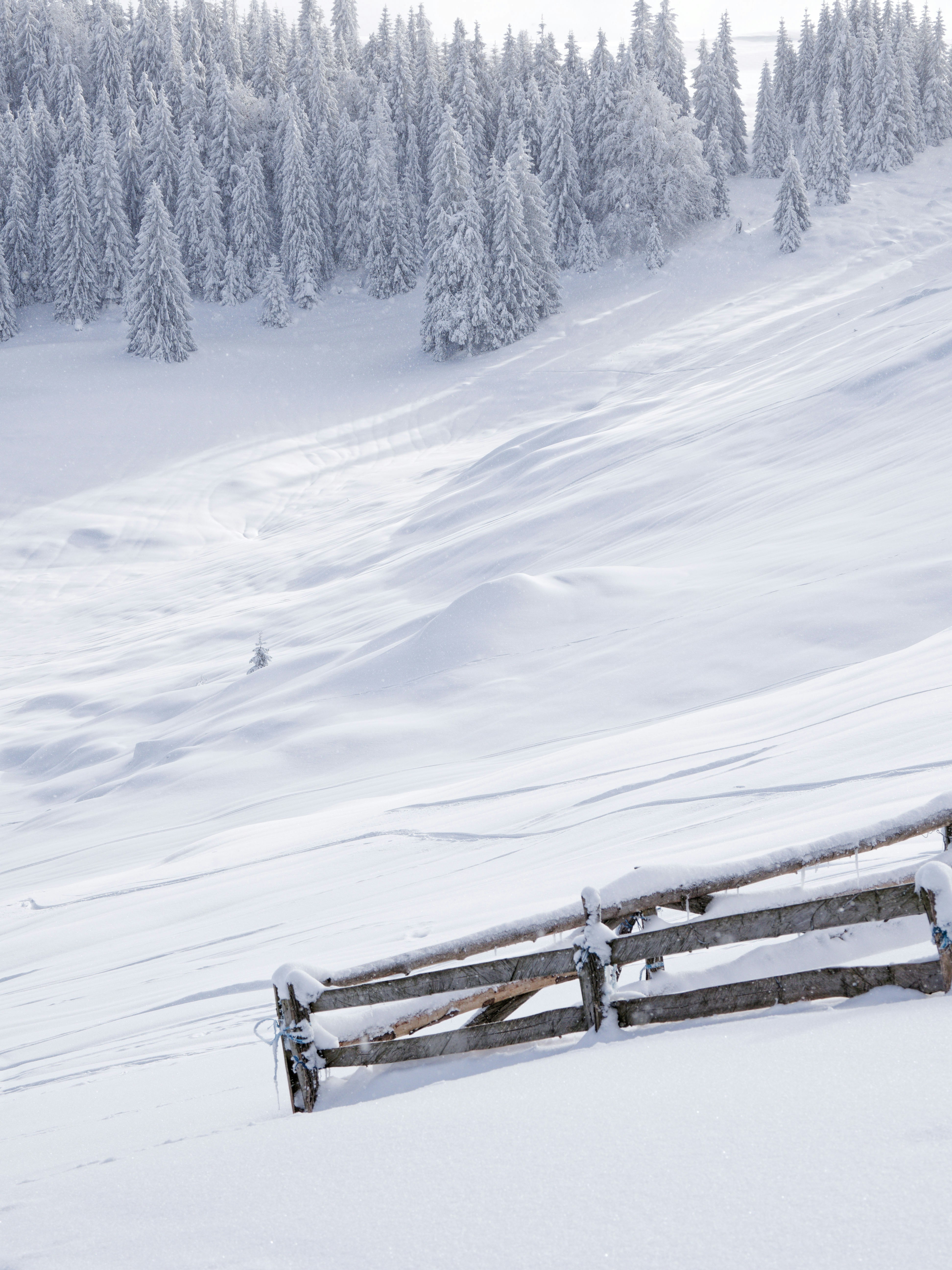Snow covered trees on a winter mountain slope with fence.