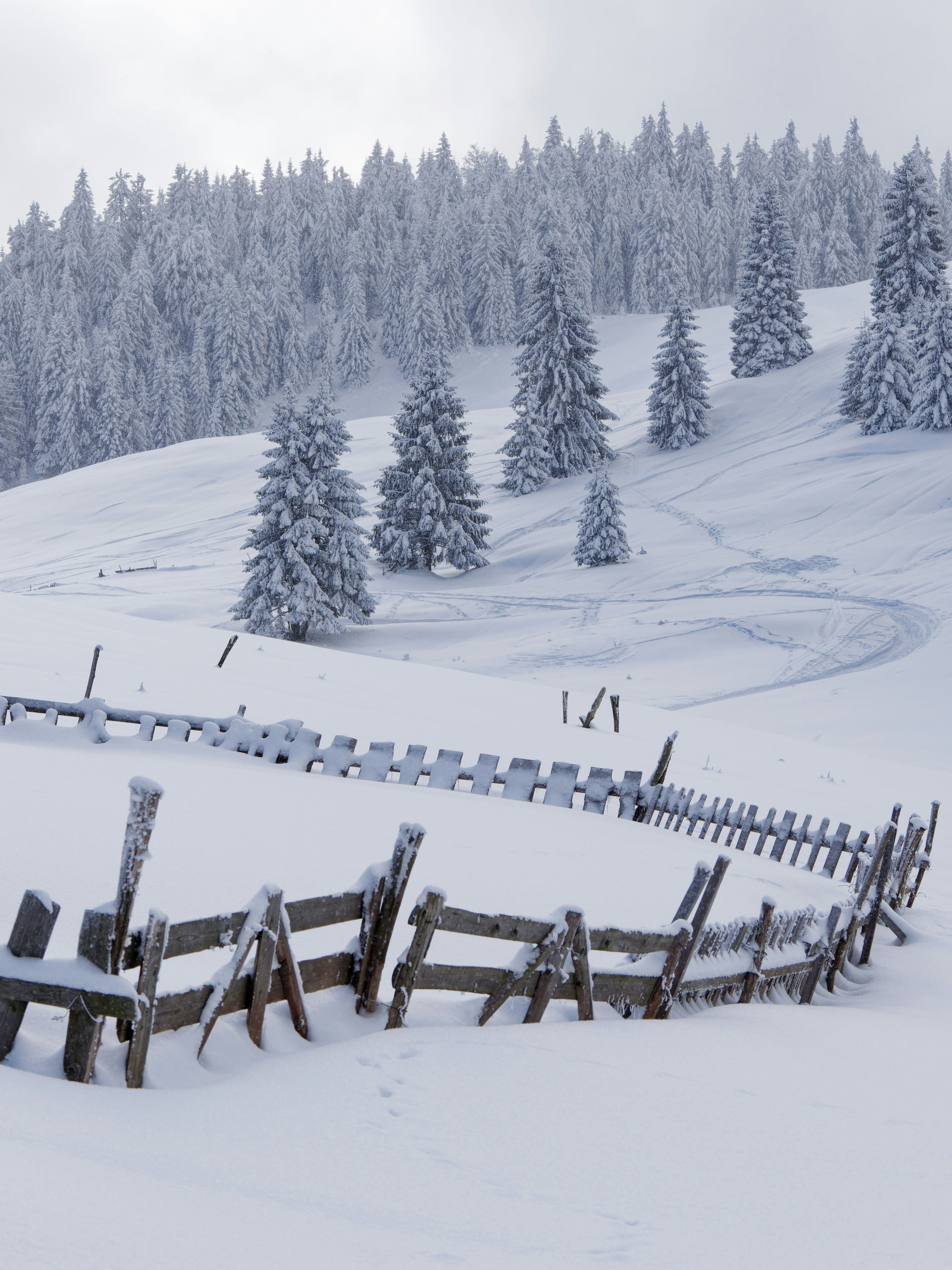 Snow-covered trees and wooden fence in winter landscape