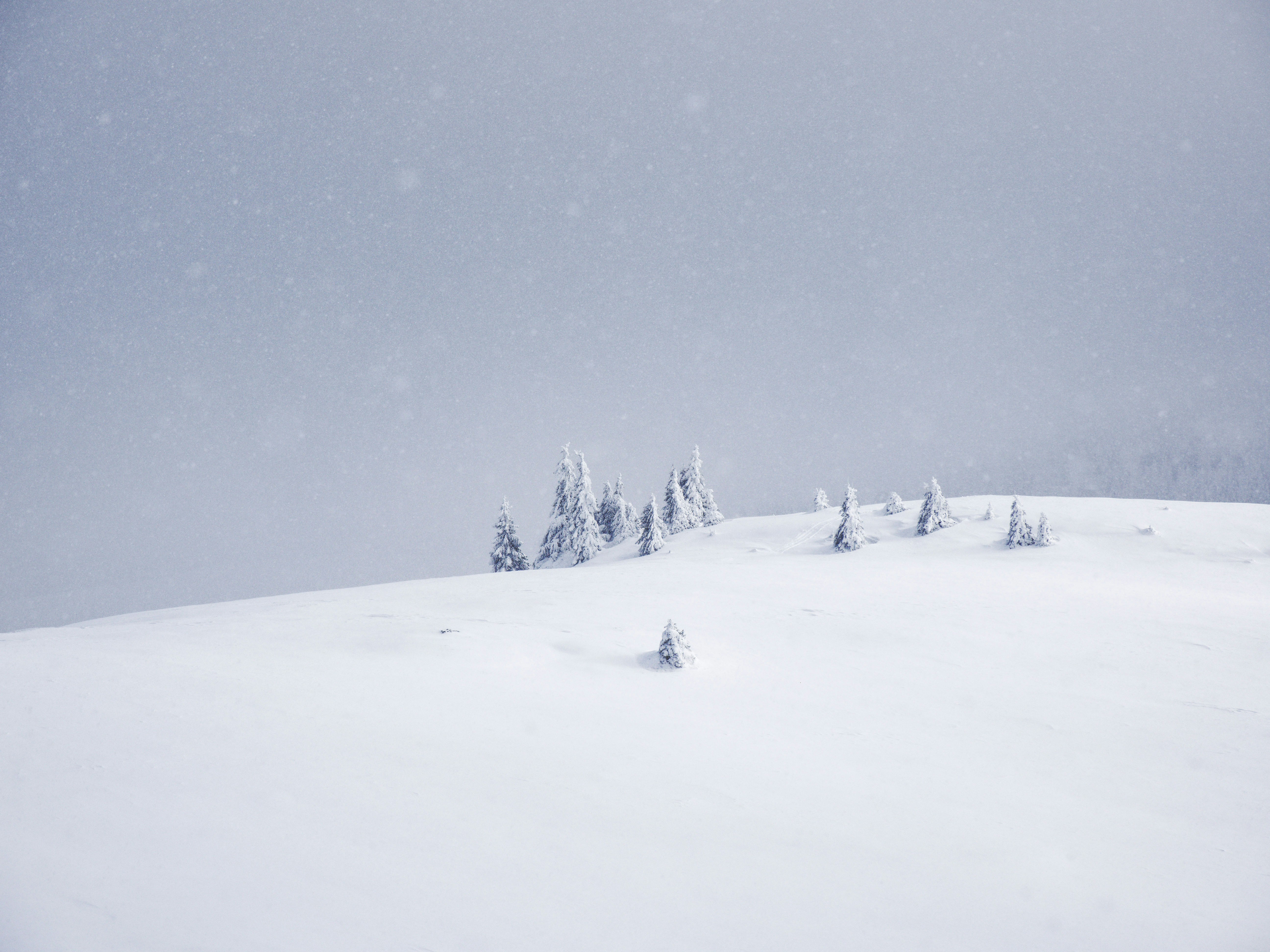 Snow-covered trees on a desolate winter landscape.