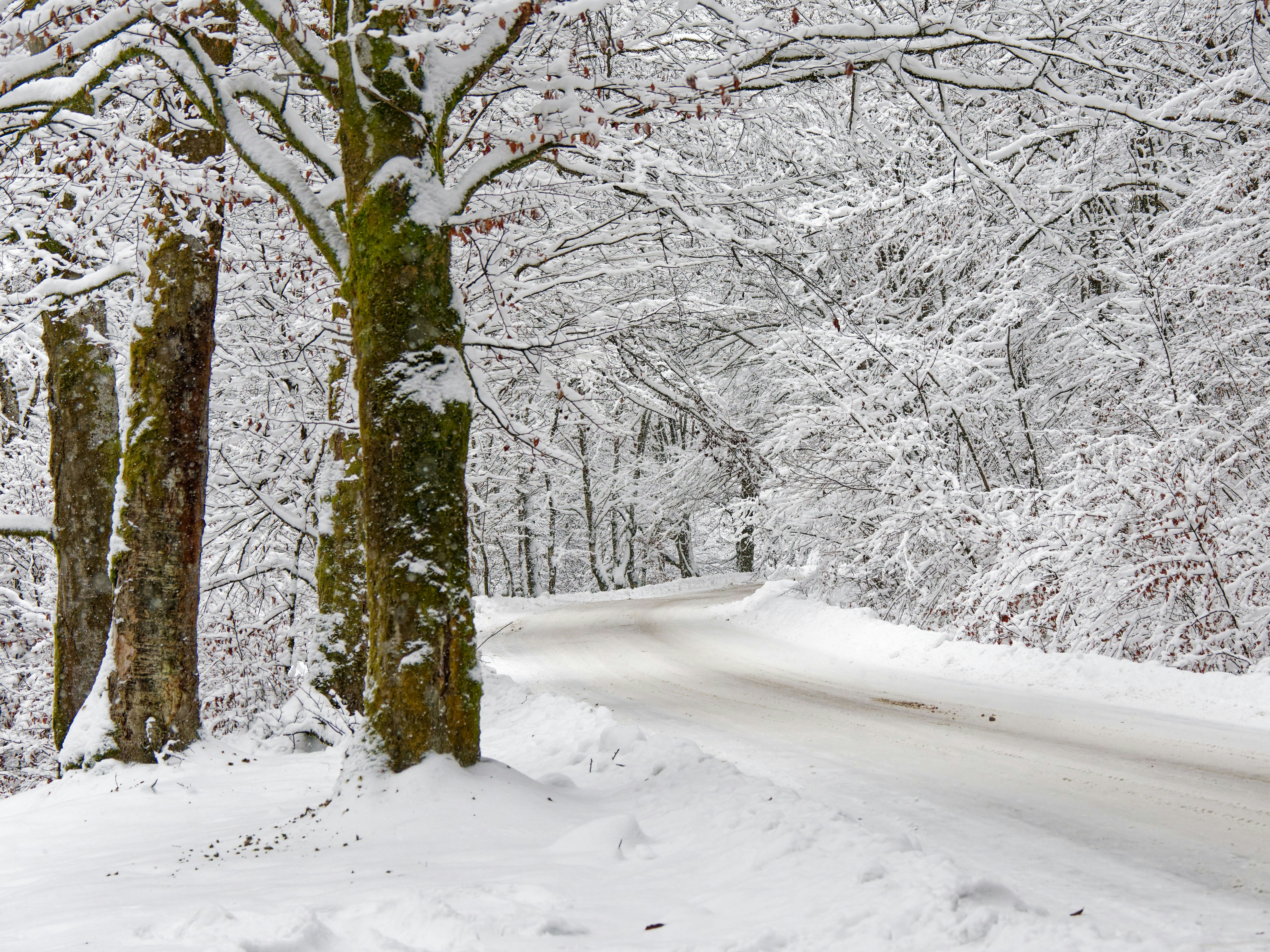 Snow-covered trees line a winding road in winter.