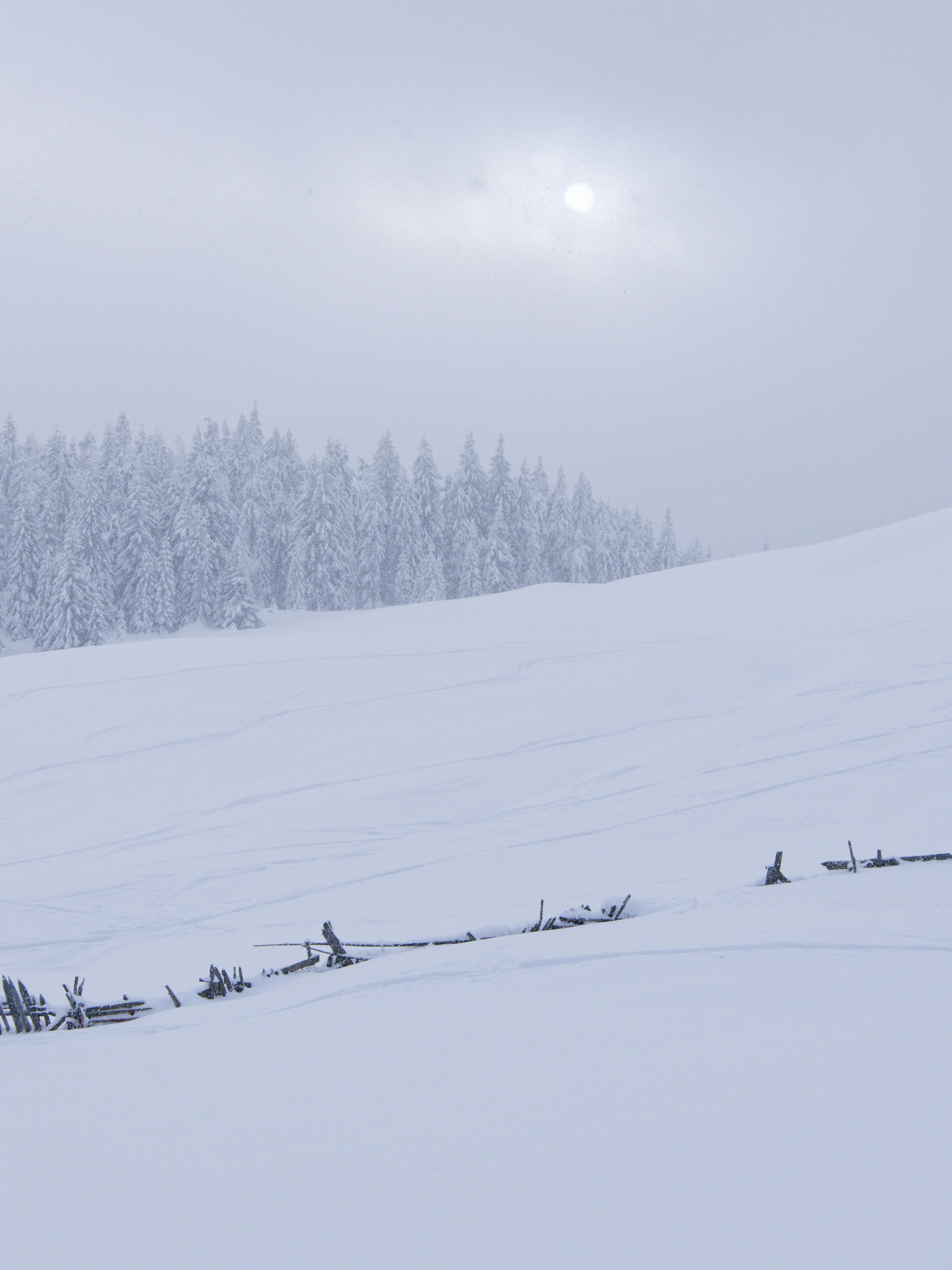 Snowy forest landscape with a hazy sun overhead.