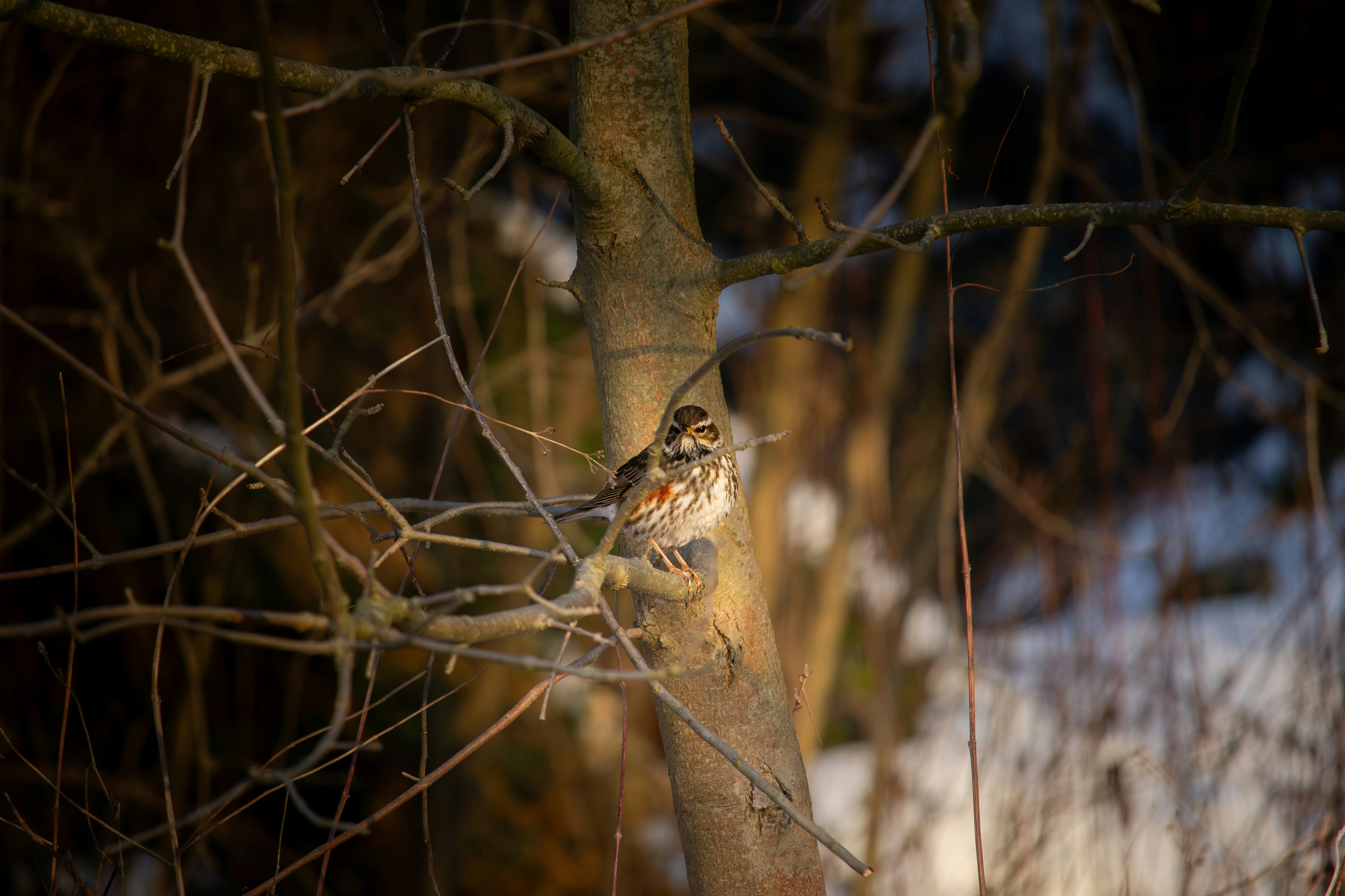 A small bird perched on a tree branch at night.