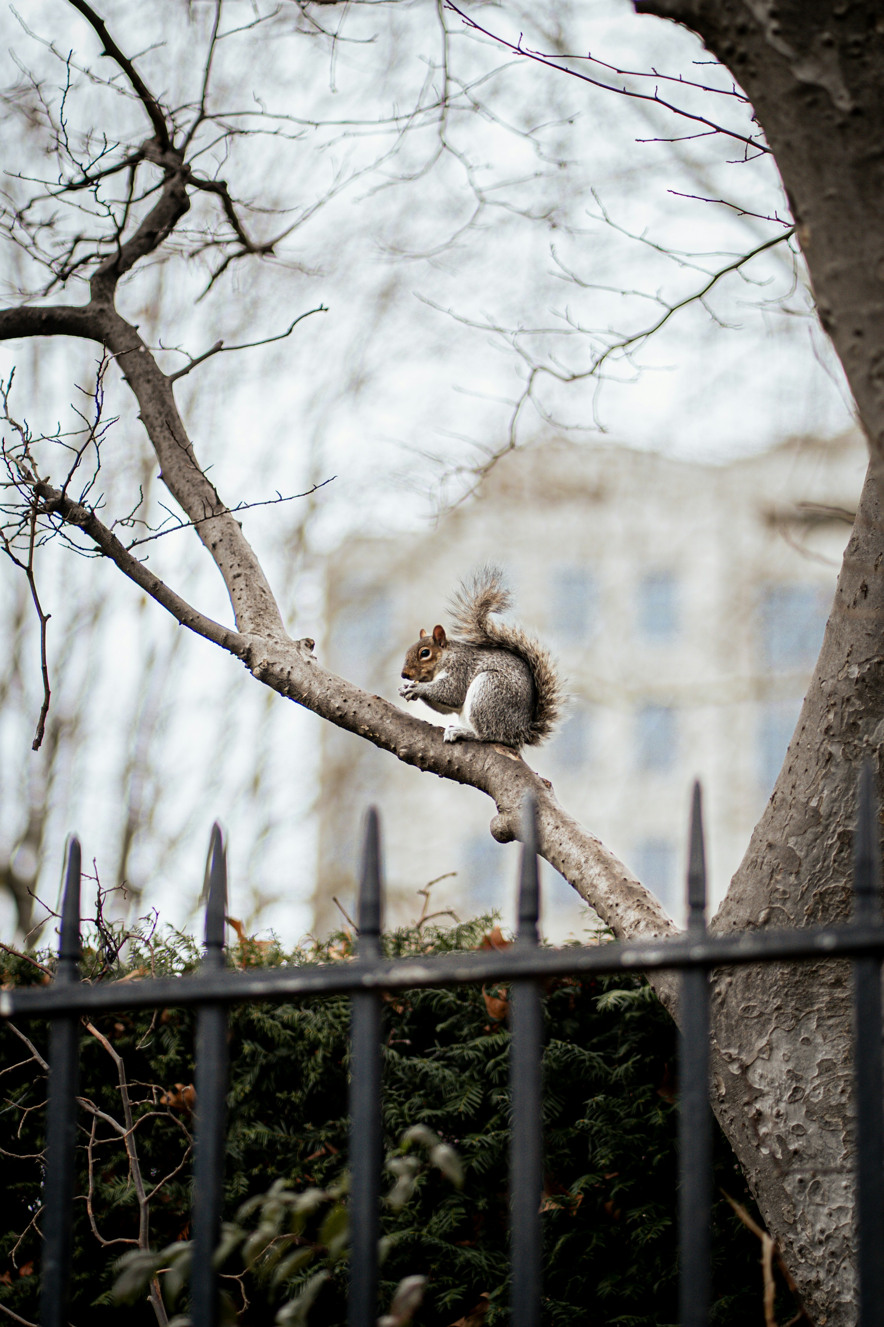A squirrel sits on a tree branch near a fence.