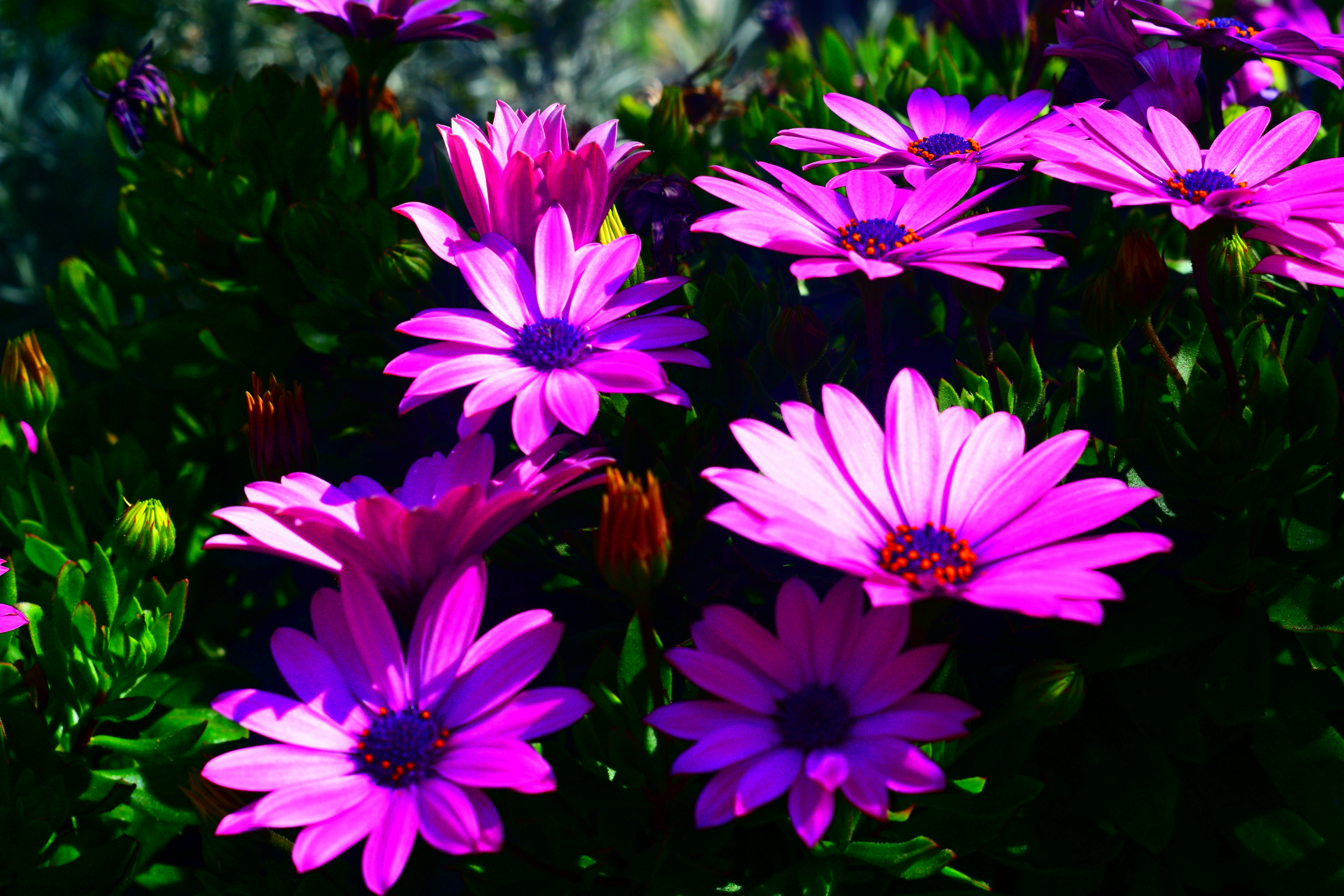 Photo by suziepindar