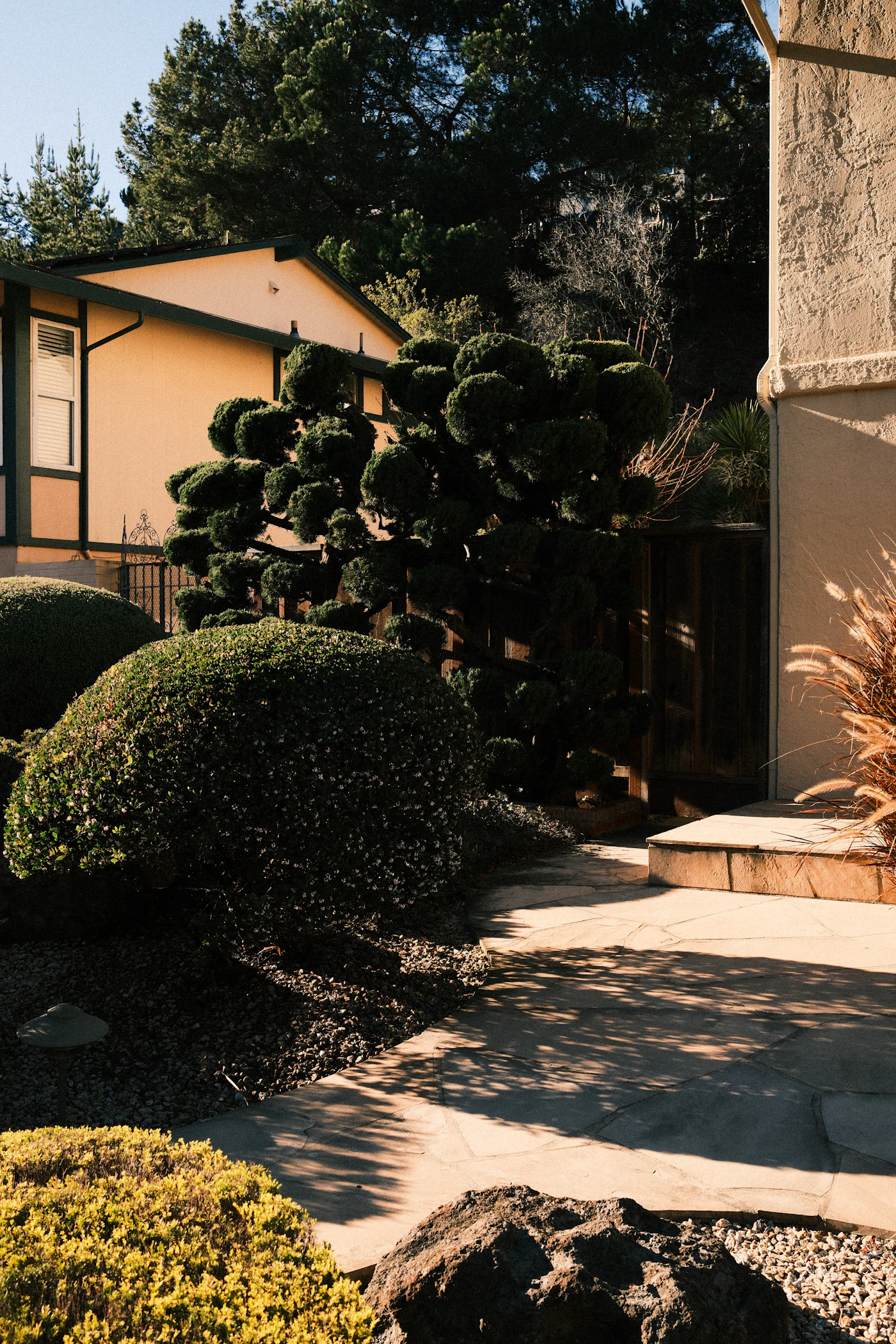 Shaped shrubs and hedges in low evening light at the edge of a residential garden.
