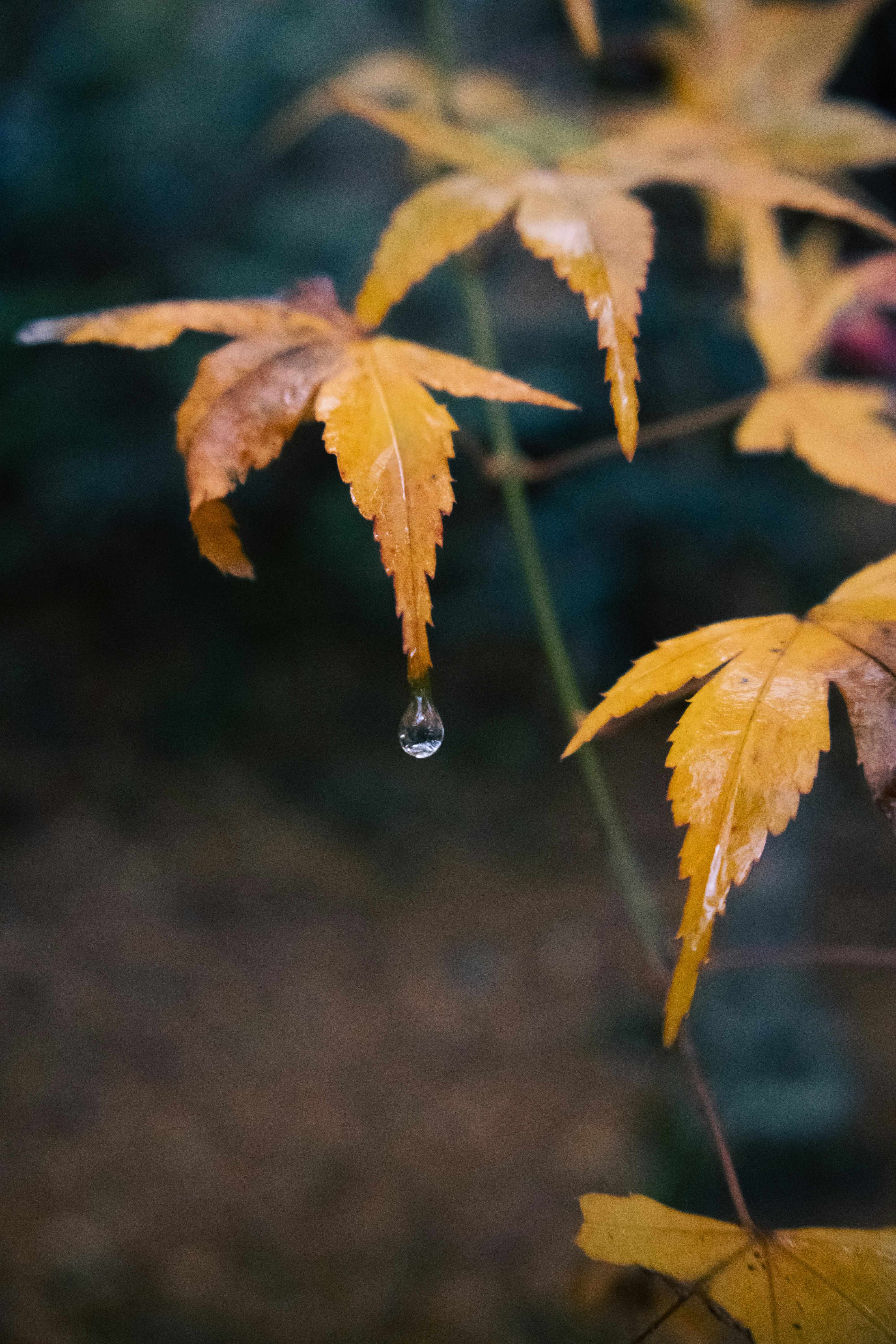 Photo by katekasiutich