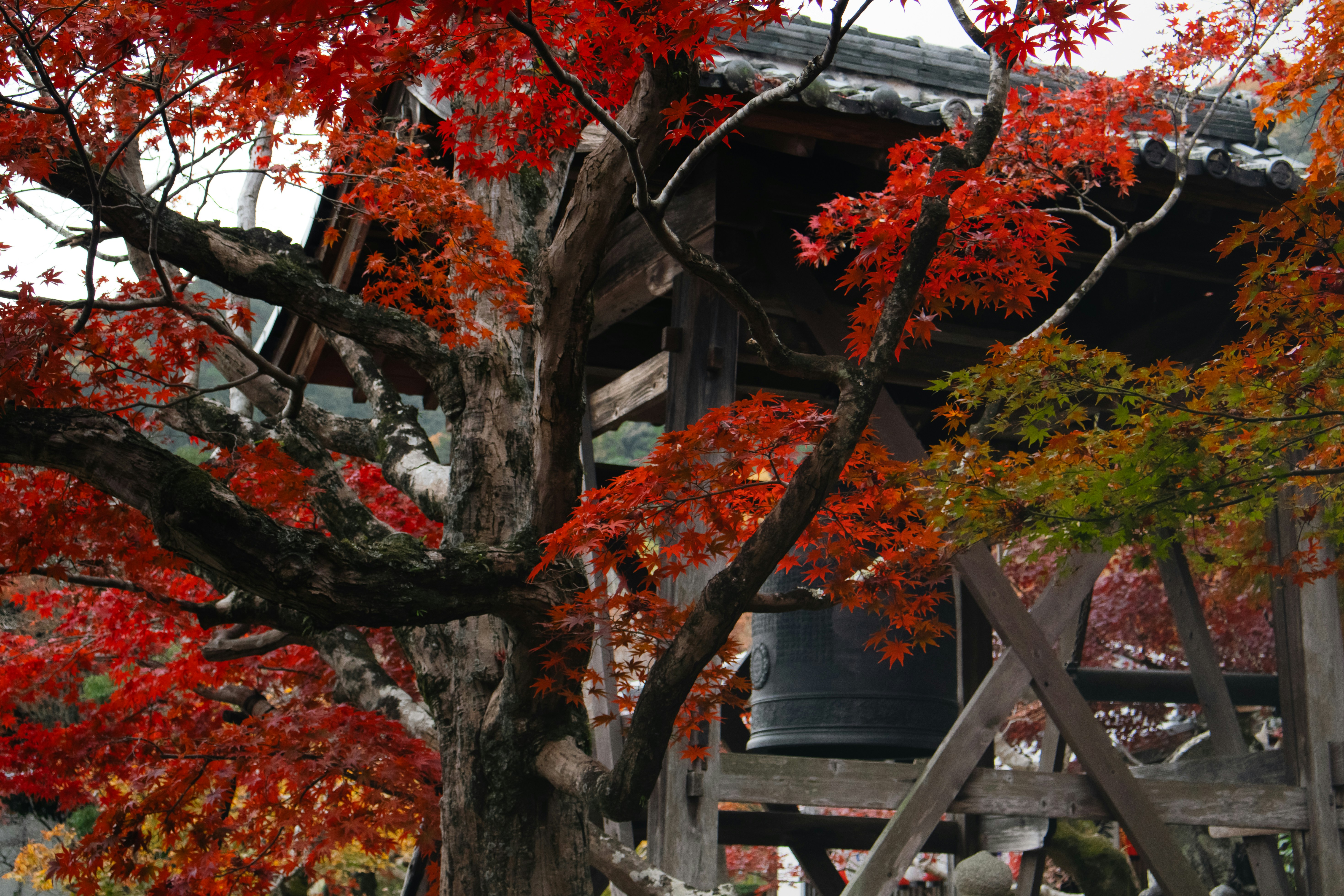 Vibrant red maple leaves frame an old wooden structure.