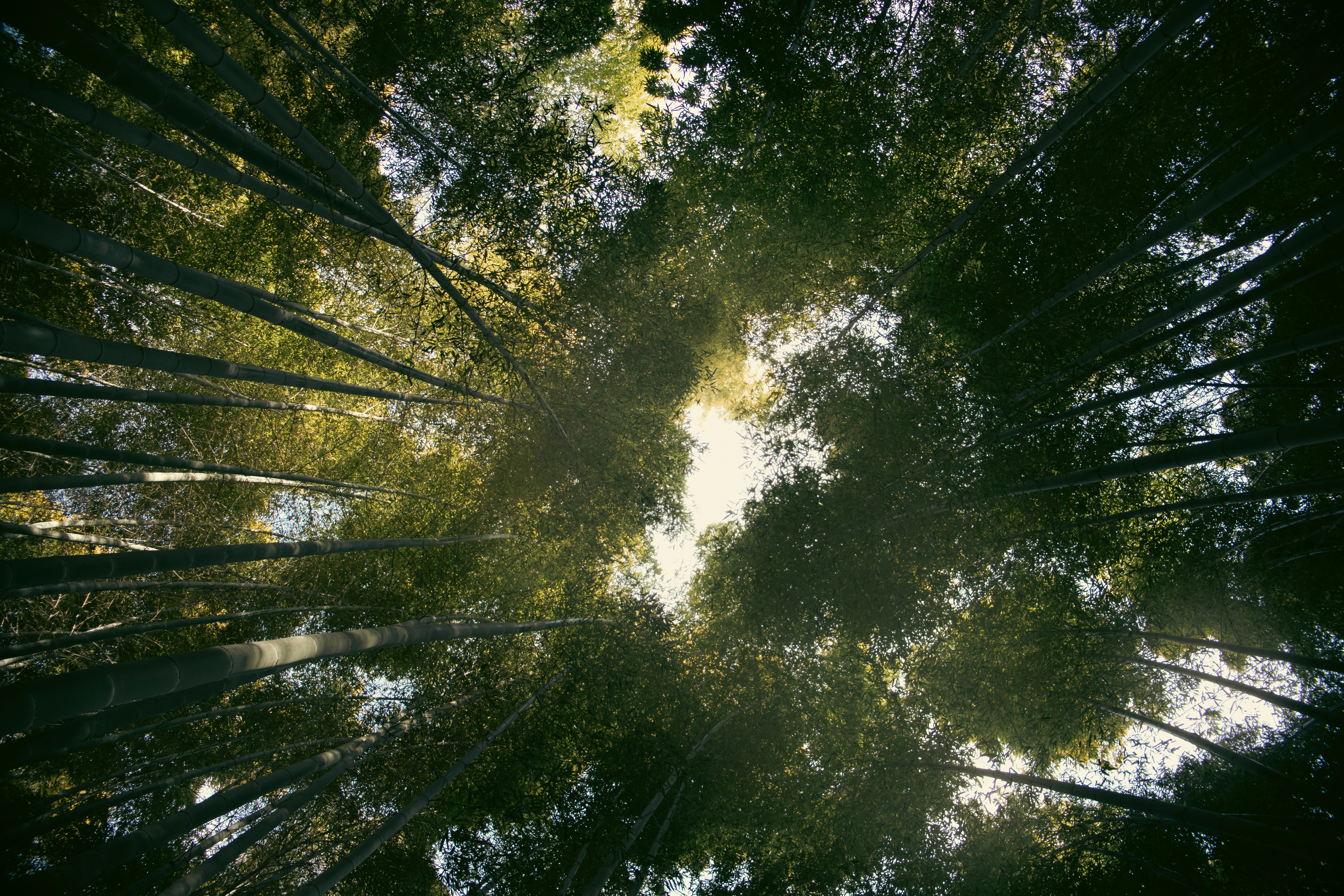 Photo by katekasiutich