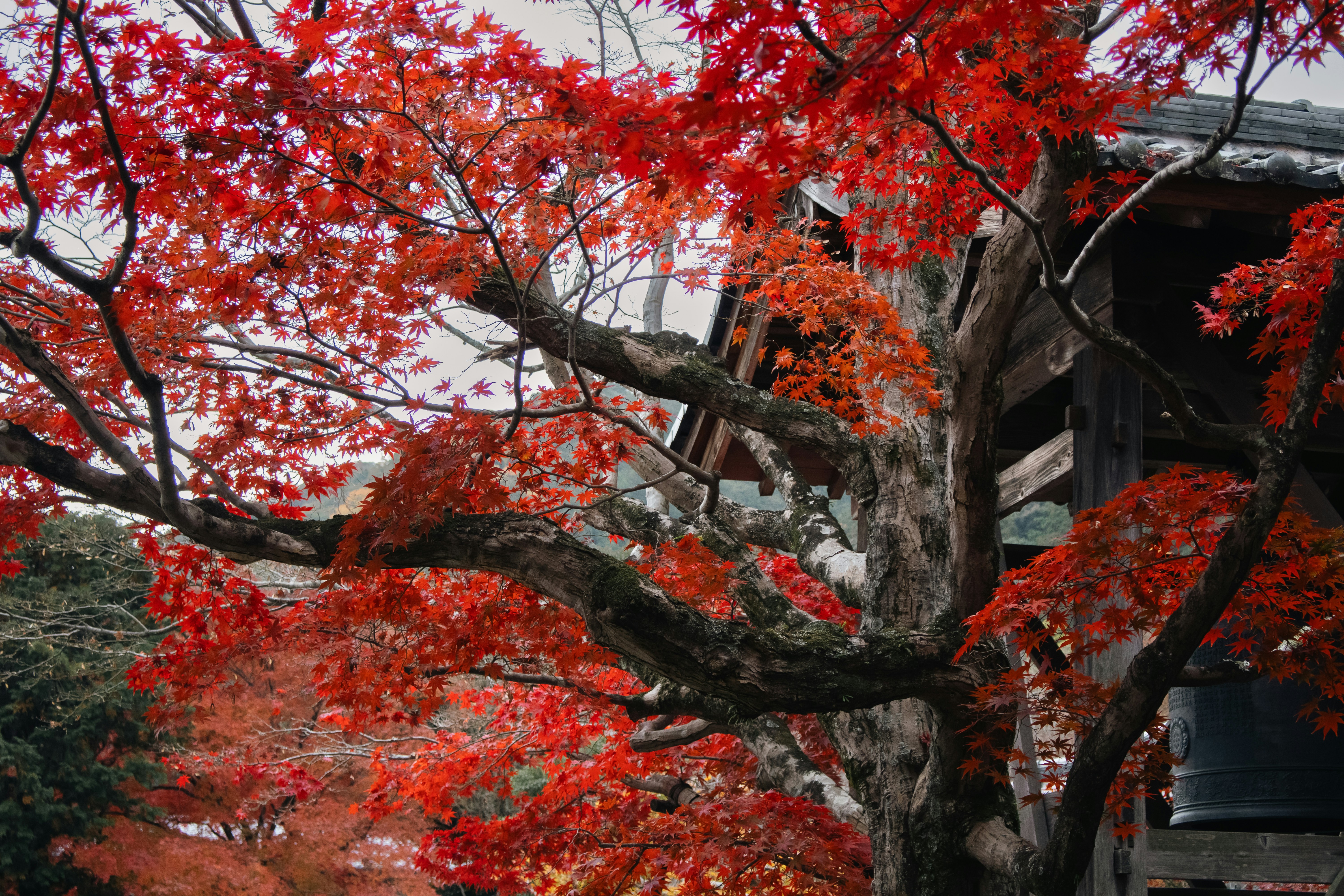 Photo by katekasiutich