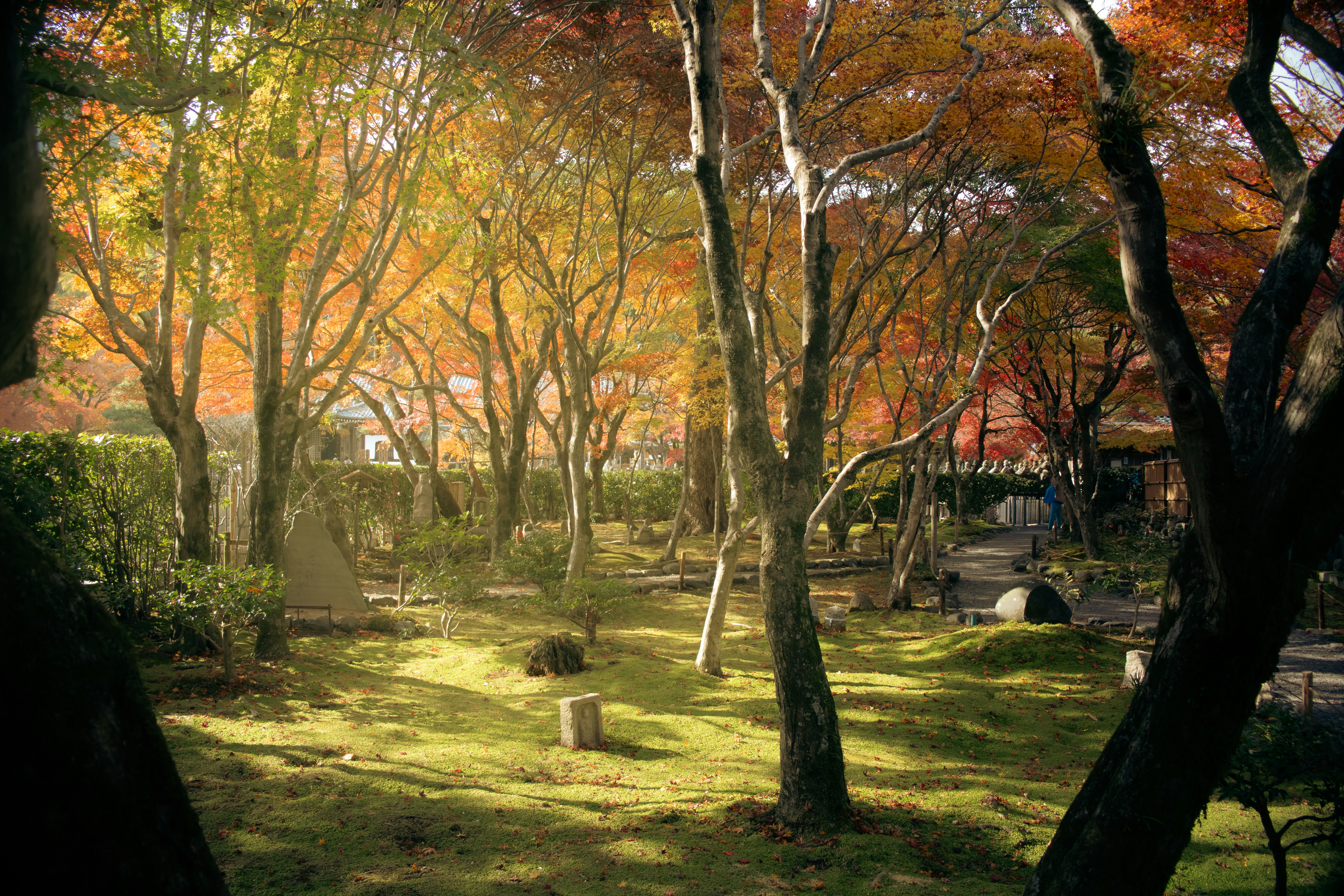 Autumn trees in a japanese garden with mossy ground.