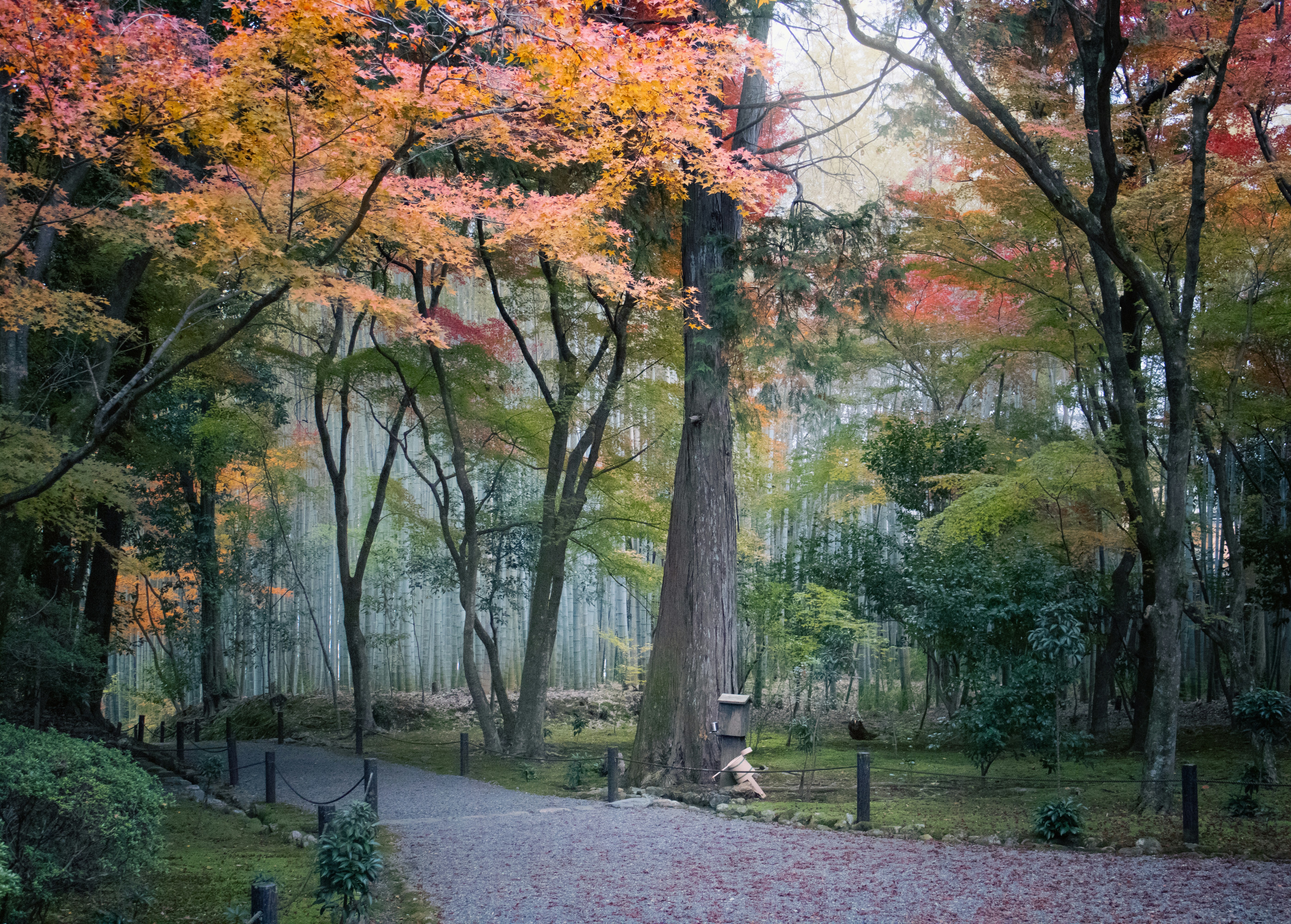 Autumn trees line a gravel path in a serene forest.