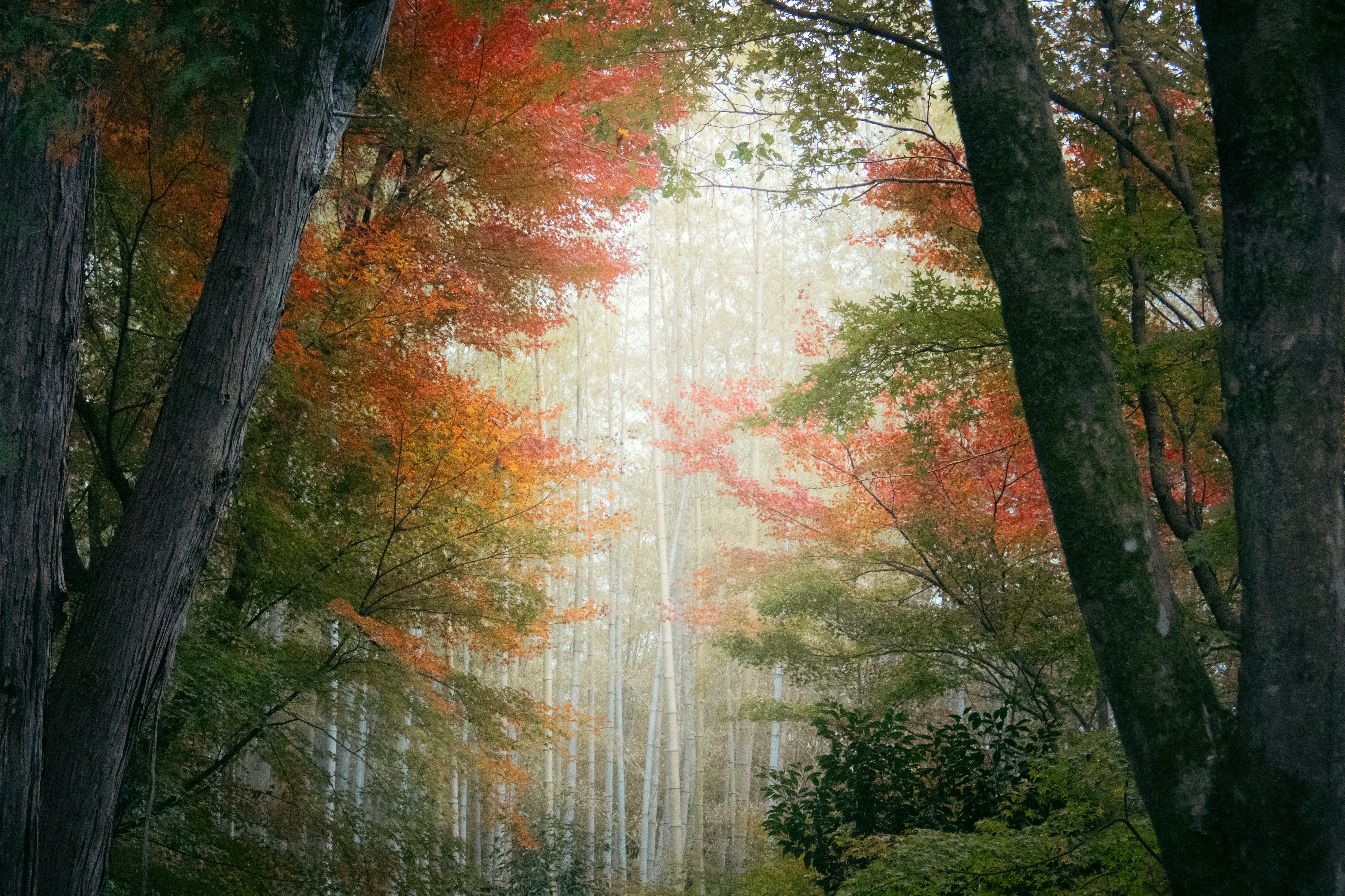 Autumn forest with vibrant red and orange leaves