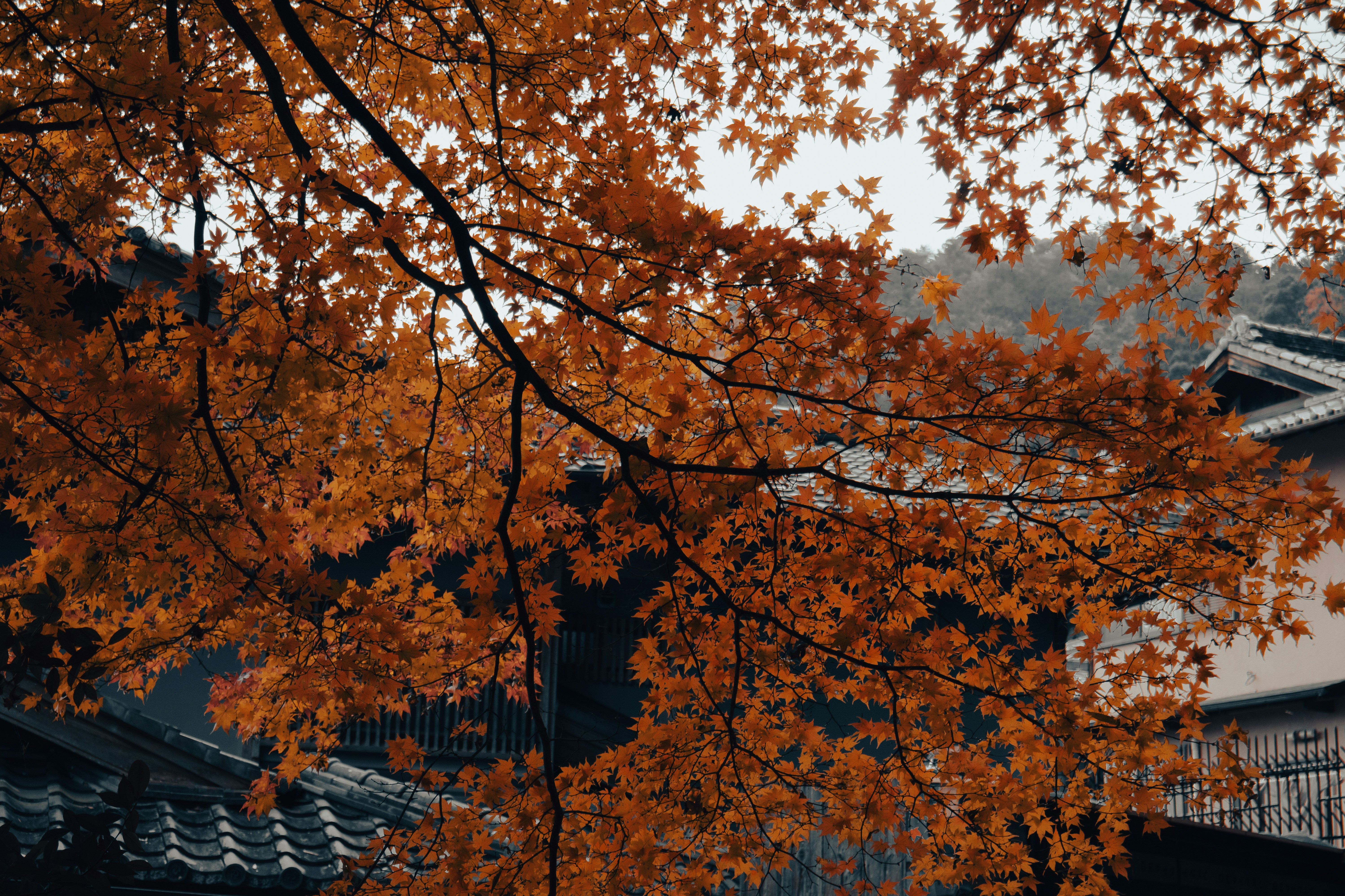 Autumn leaves frame traditional japanese buildings.