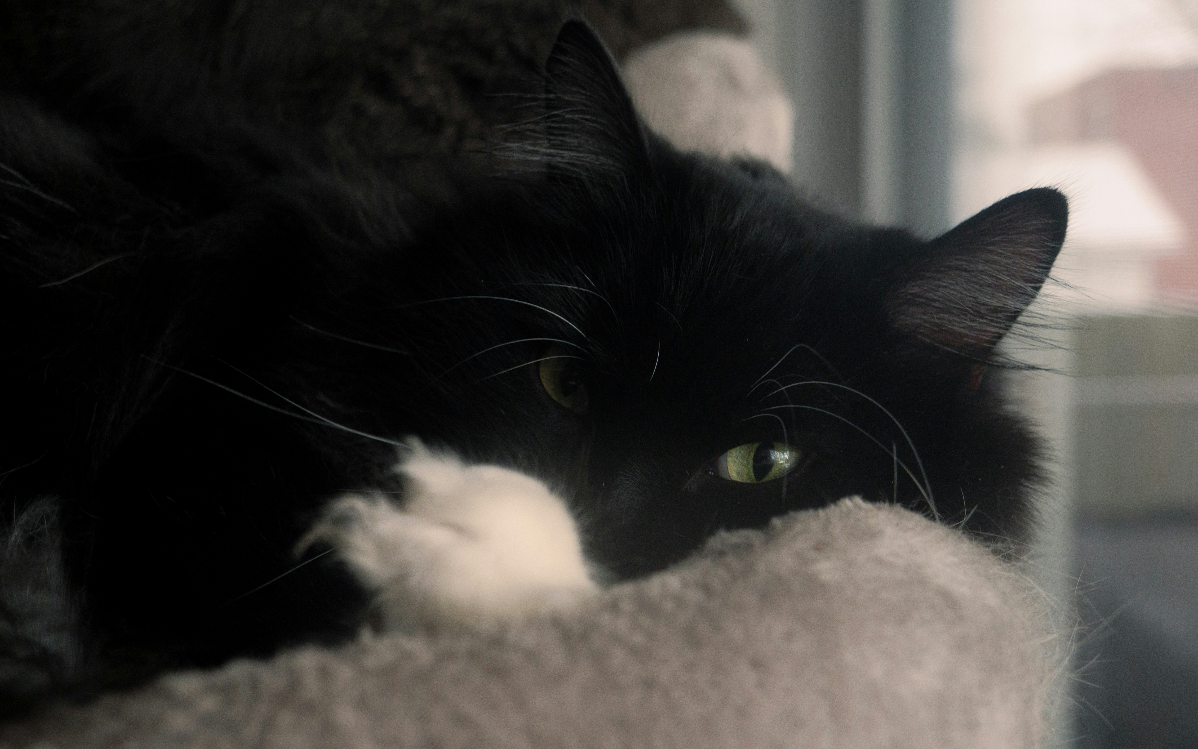 부드러운 표면 위에 푹신한 검은 고양이가 쉬고 있다.