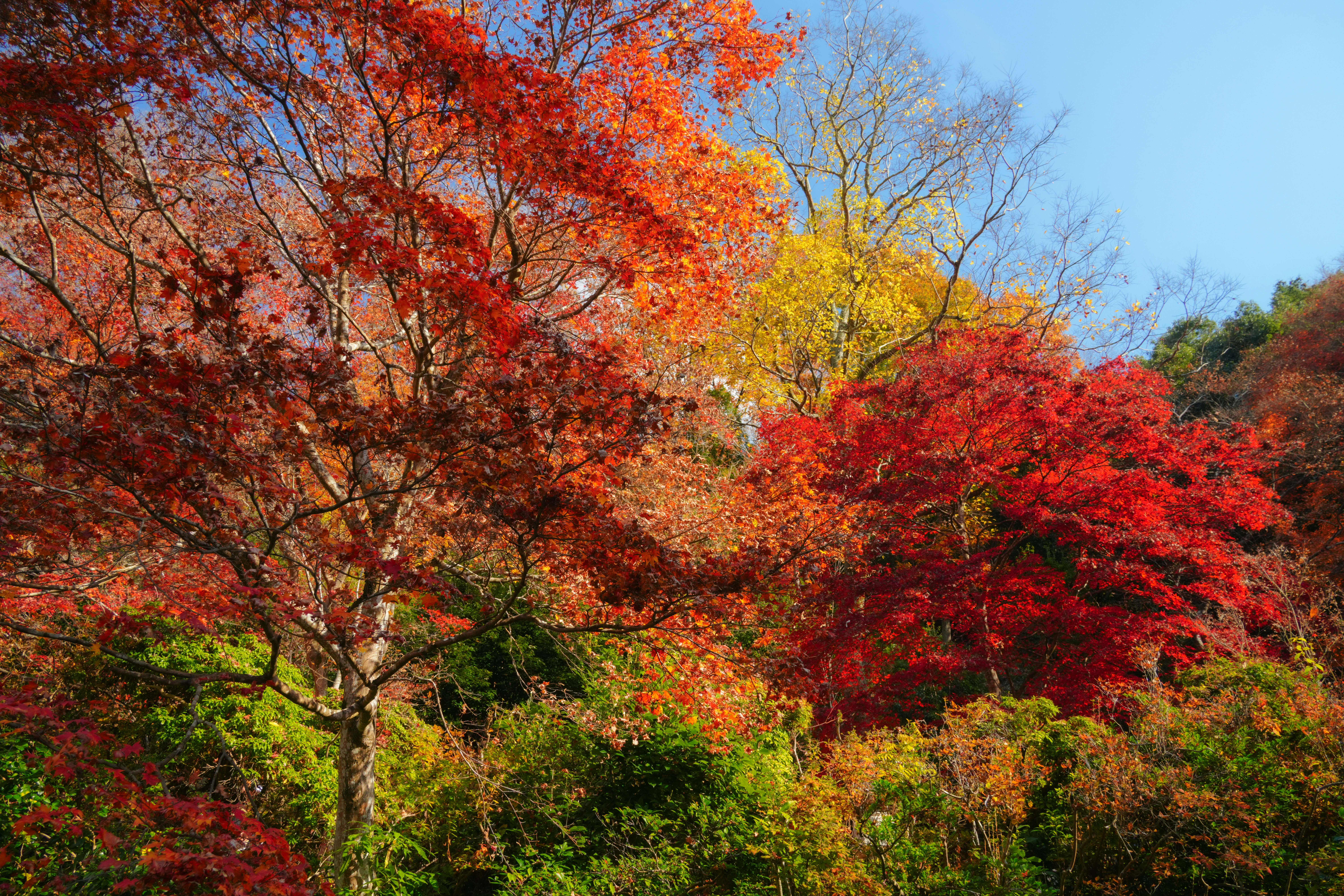 Photo by hattrick1996