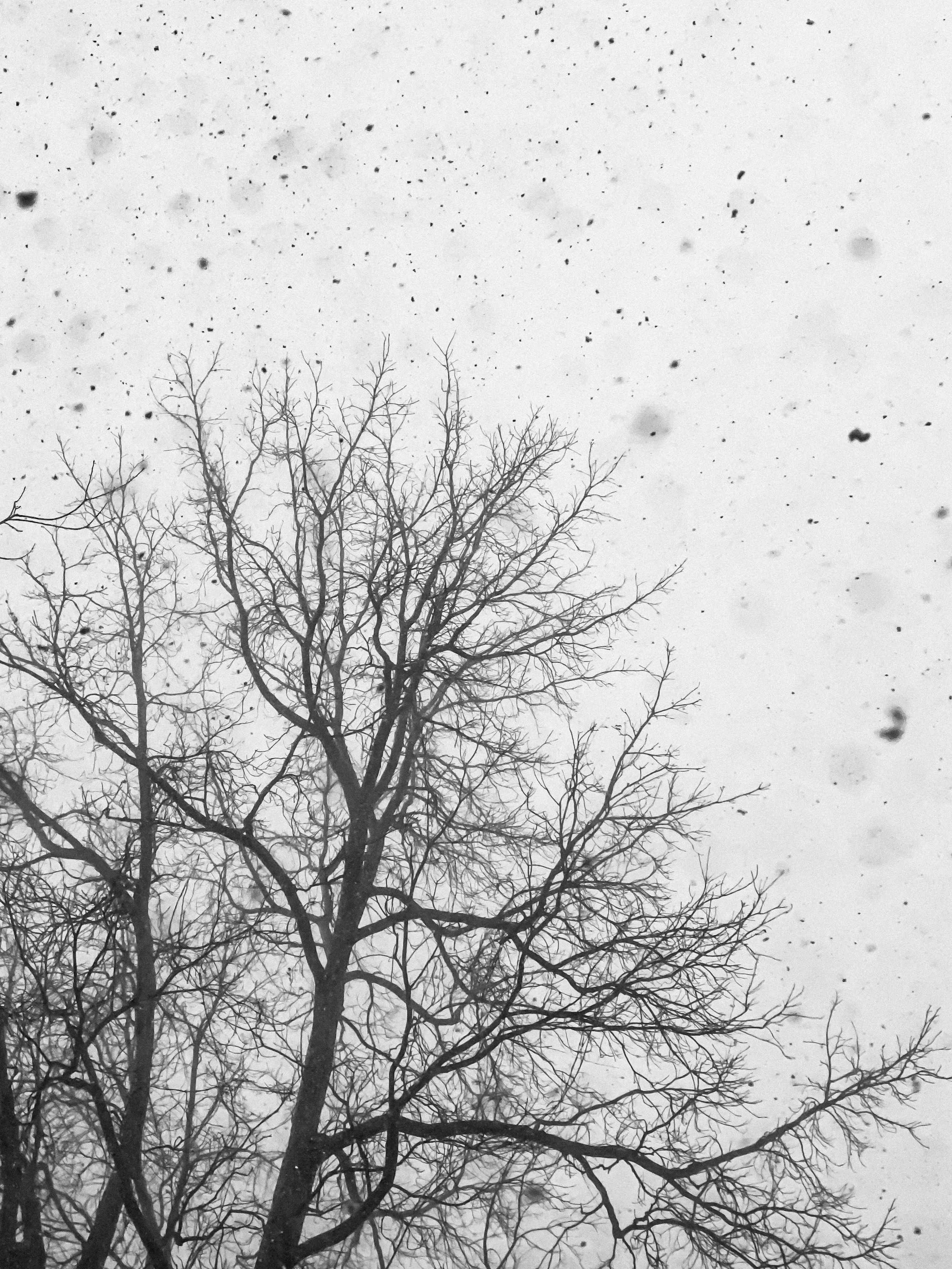 Photo by linusbelanger