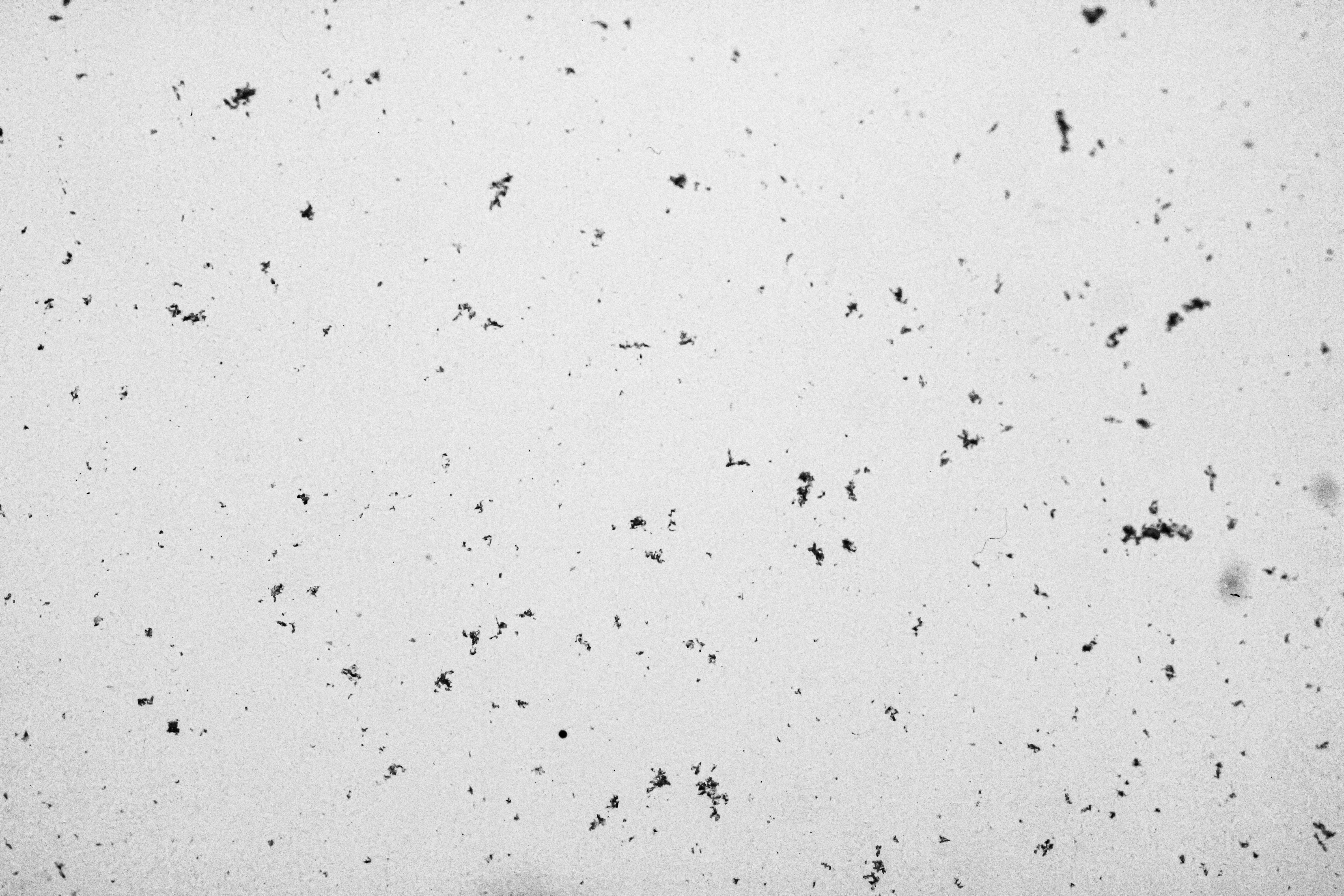 Photo by linusbelanger