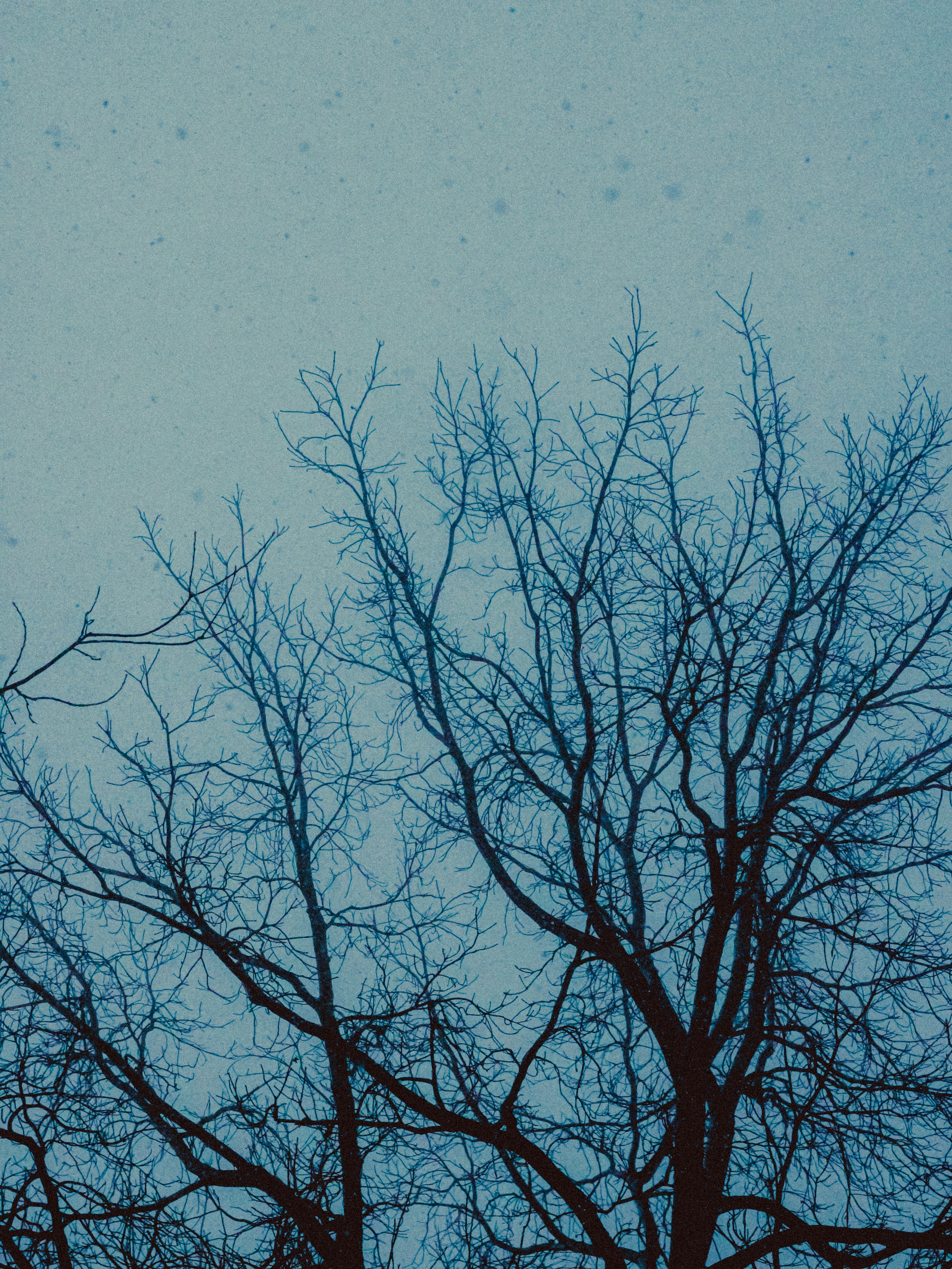 Photo by linusbelanger