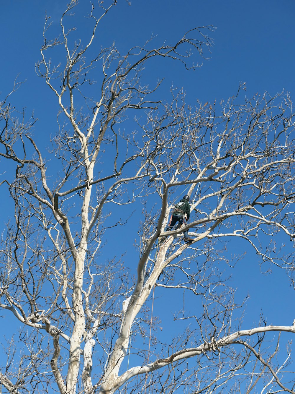 Climber roped high in a tall sycamore against a blue sky