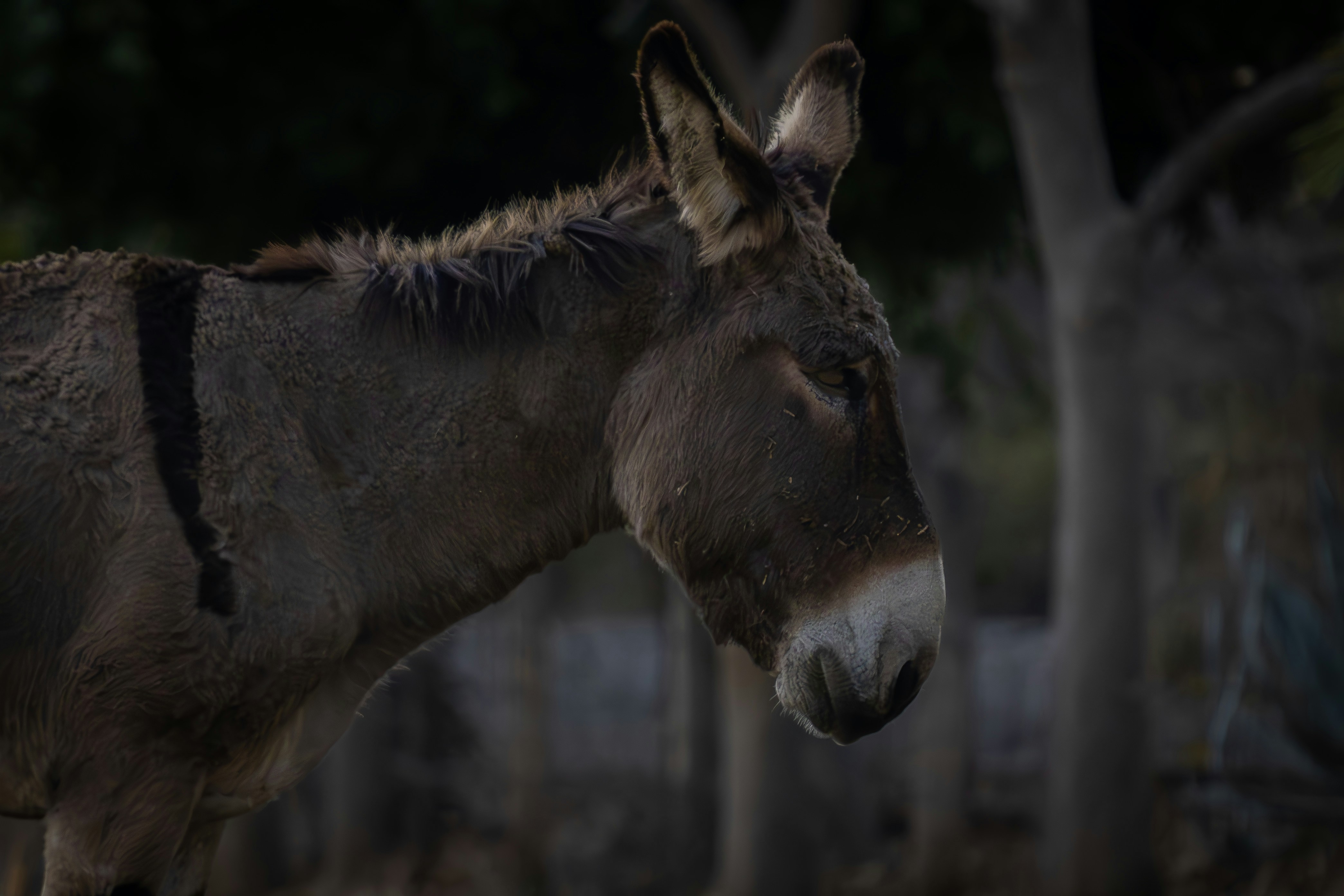 Photo by tigredemar