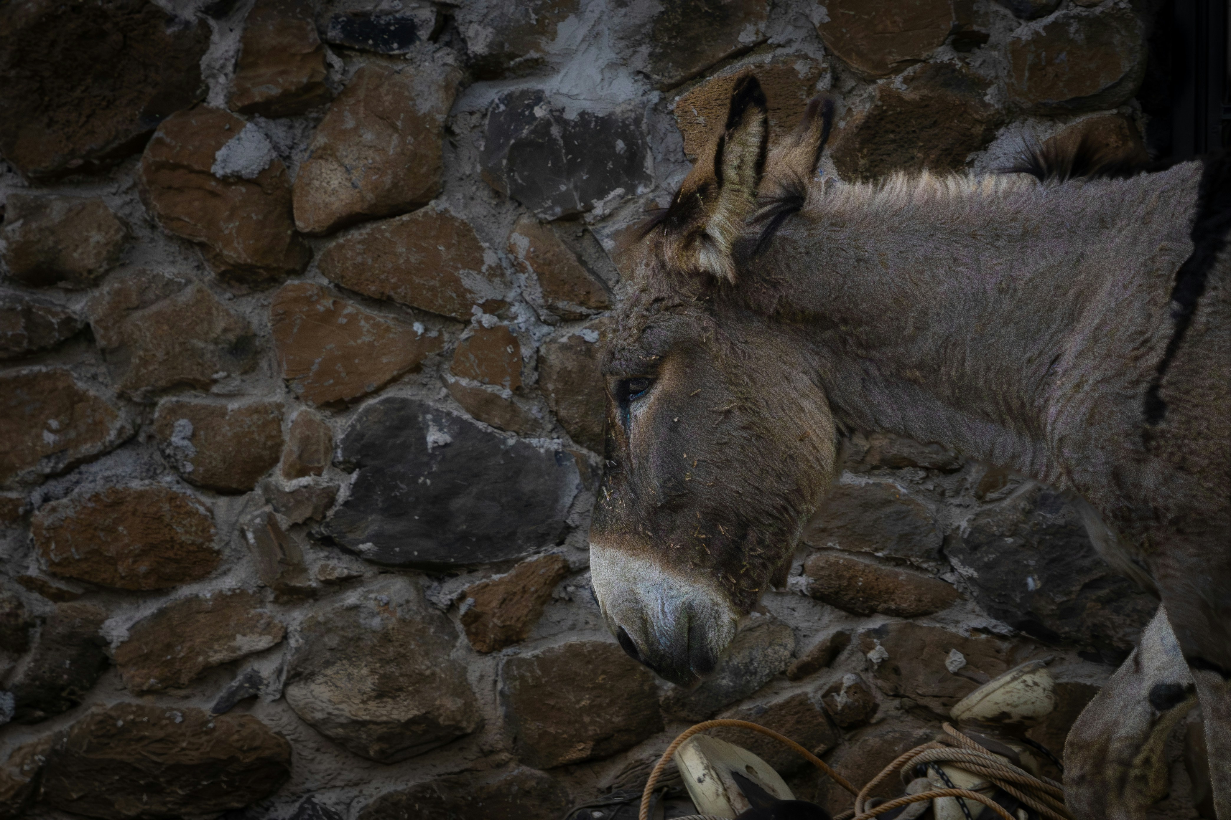 Un burro está junto a un muro de piedra