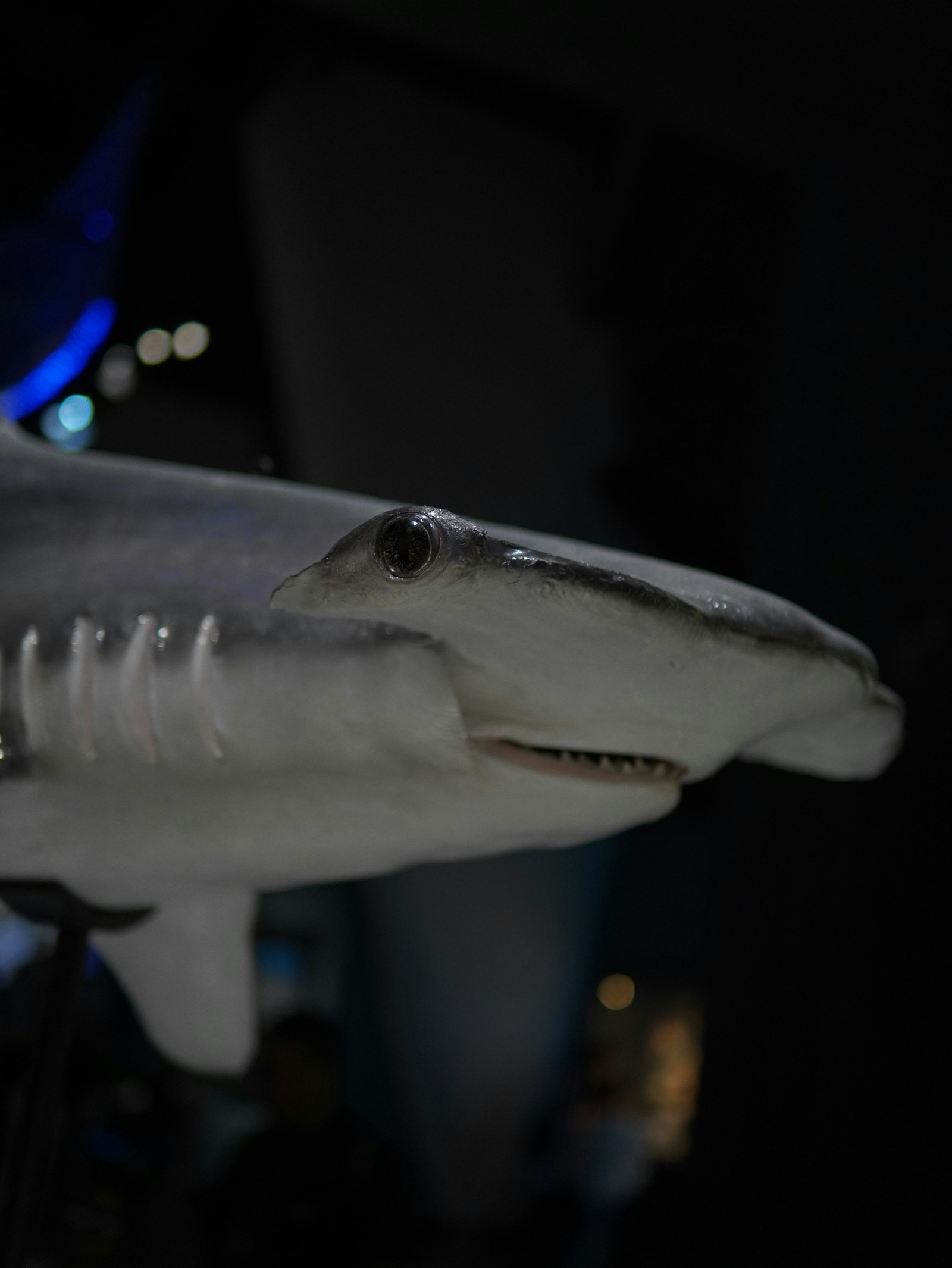 Close-up of a hammerhead shark in deep blue water, the eye and cephalofoil clearly visible