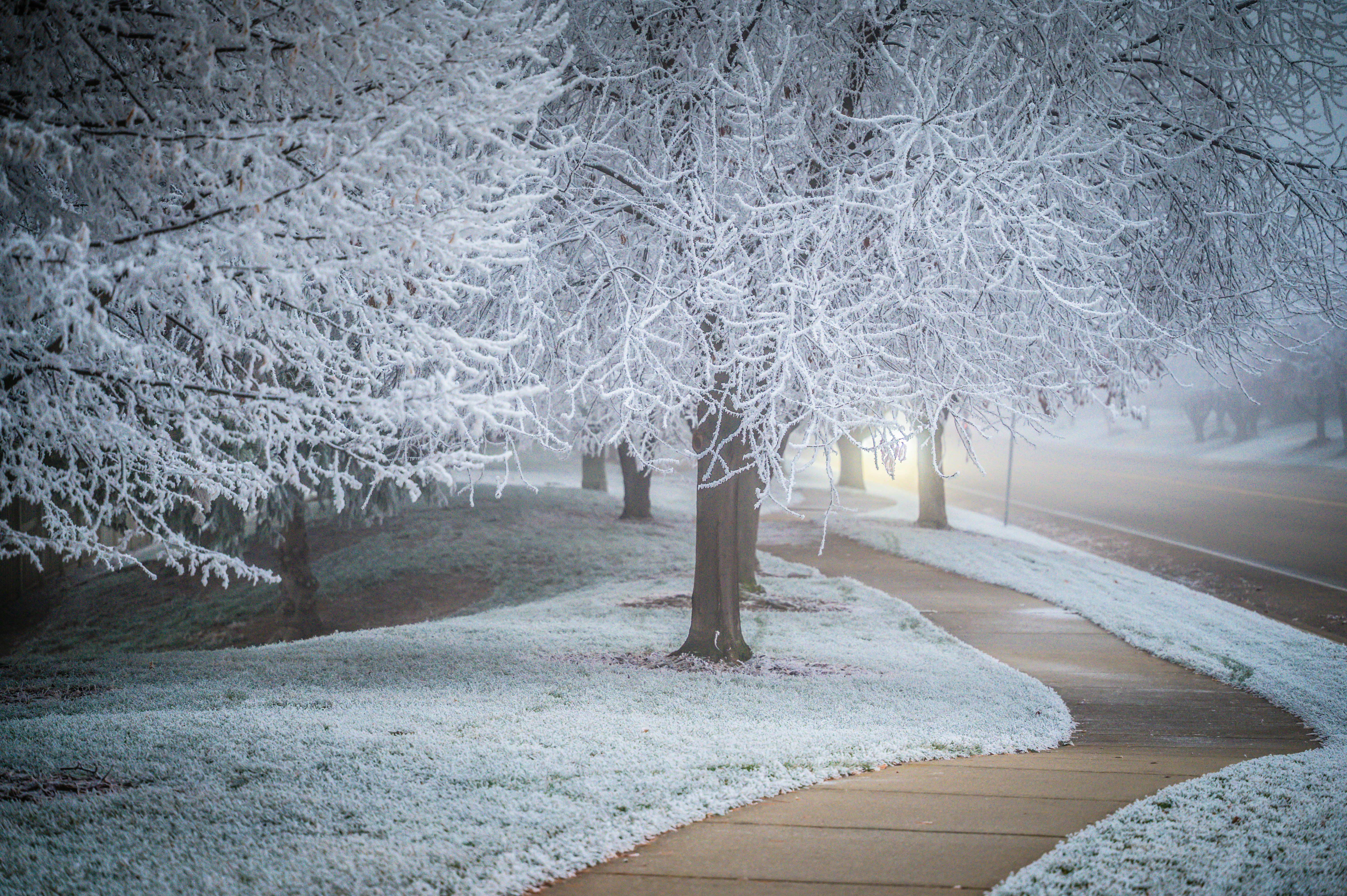 Frost-covered trees line a foggy winter sidewalk.