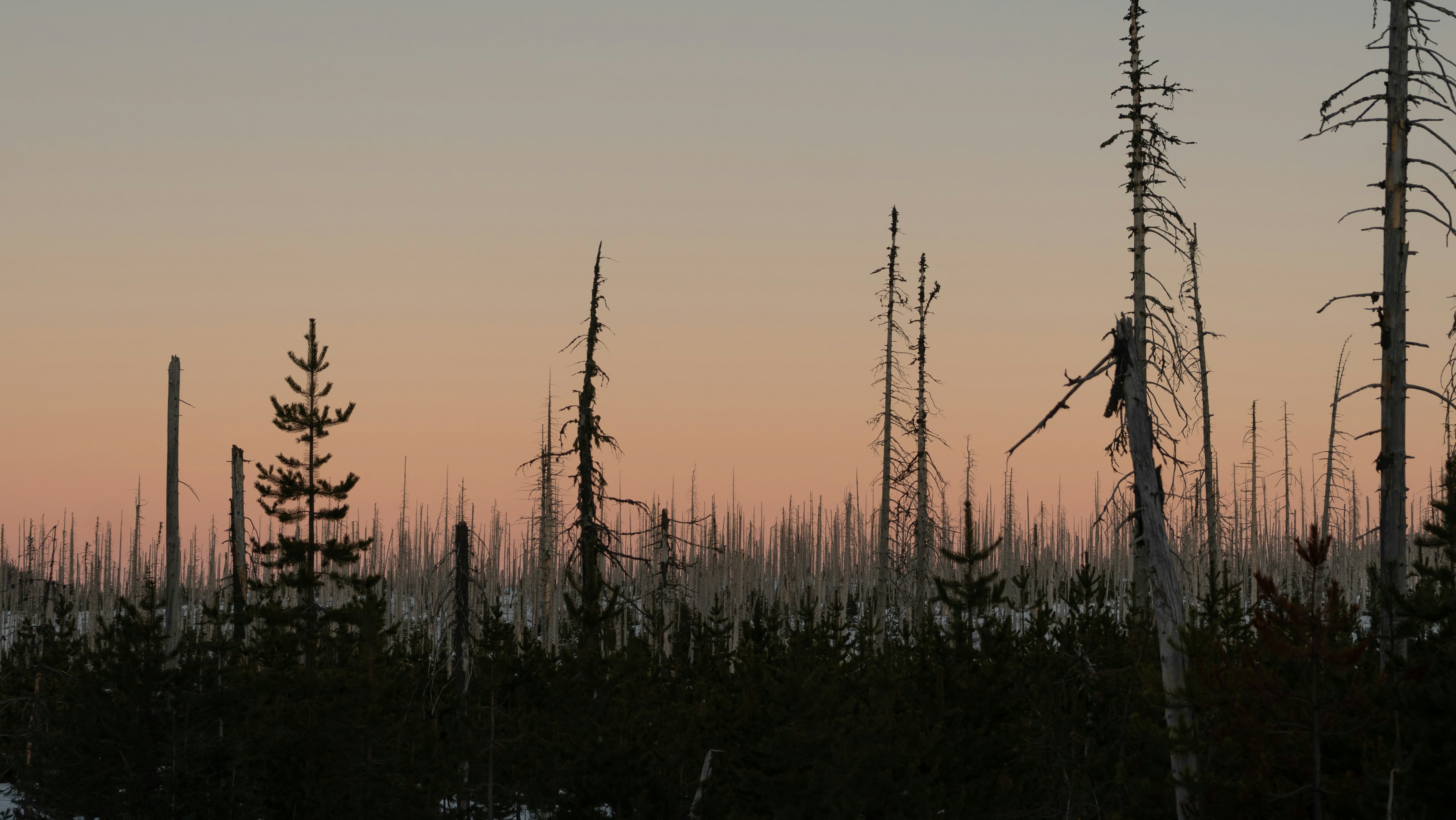パステルカラーの空を背景に、枯れ木のシルエットが浮かぶ
