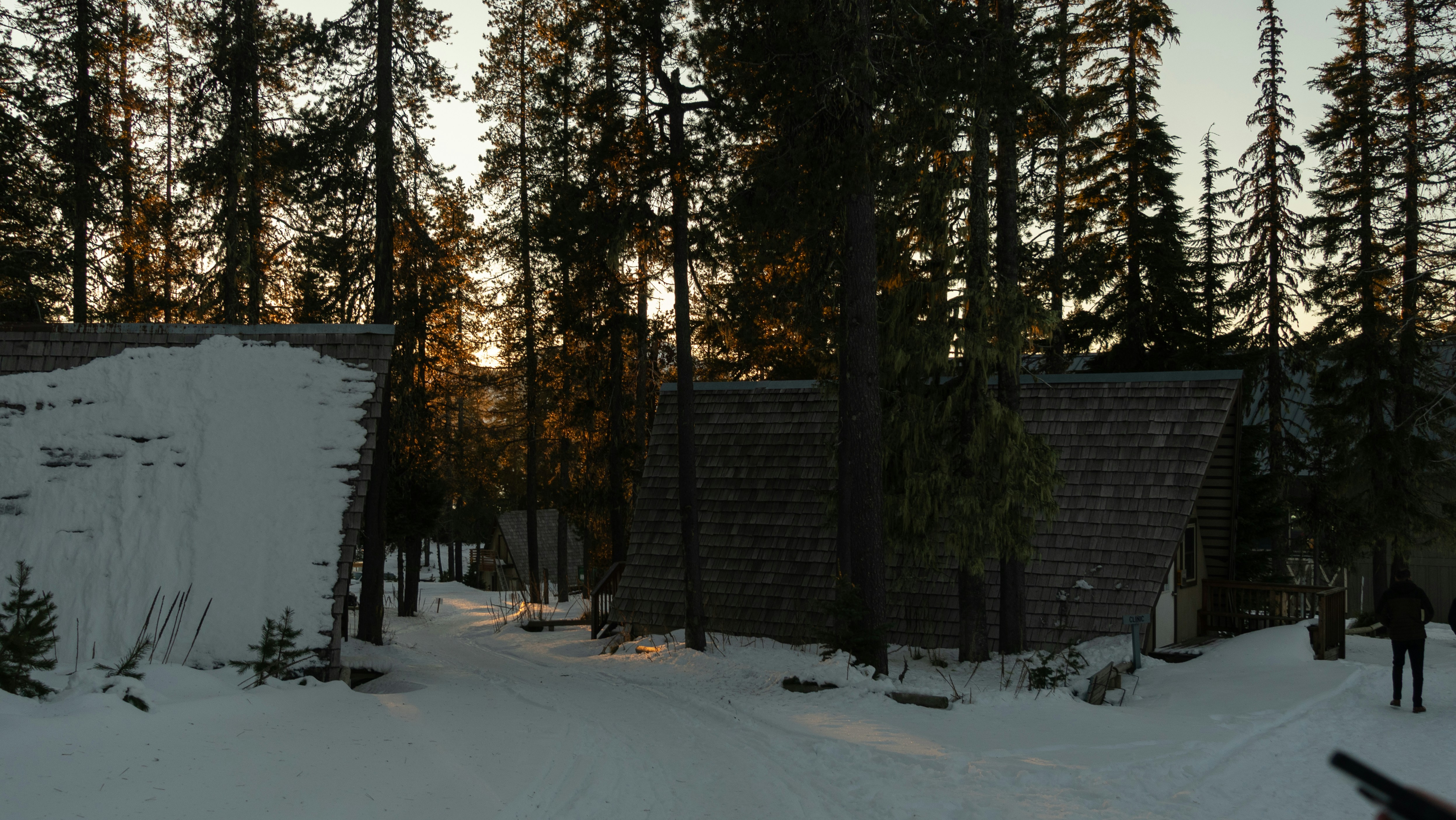 夕暮れ時の高い松の木々にひっそりと佇む雪に覆われたキャビン