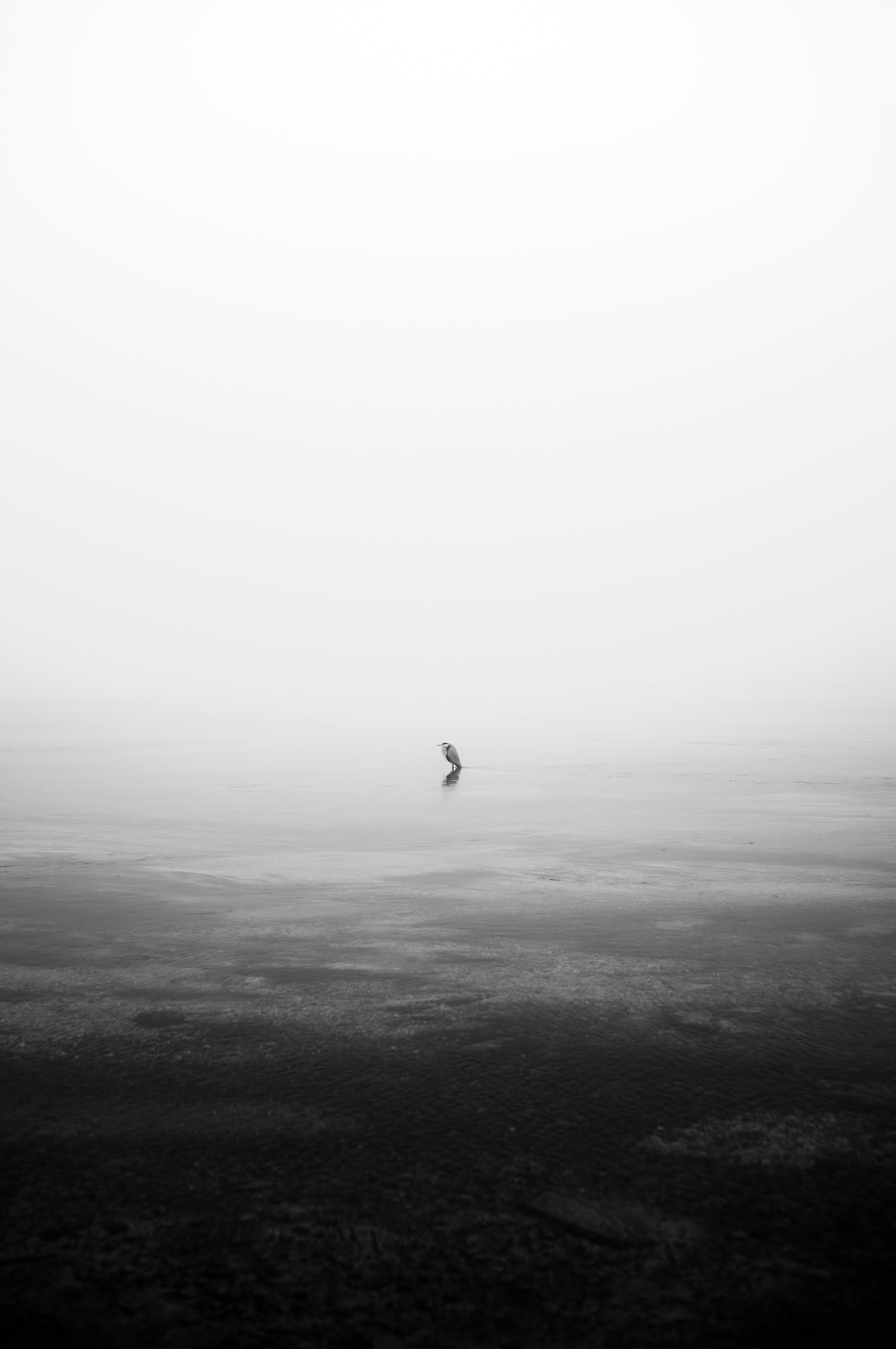 A lone figure stands on a foggy body of water.