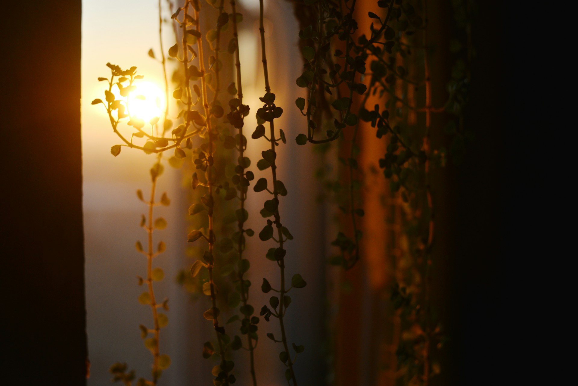 Sunlight streams through hanging plants at sunset