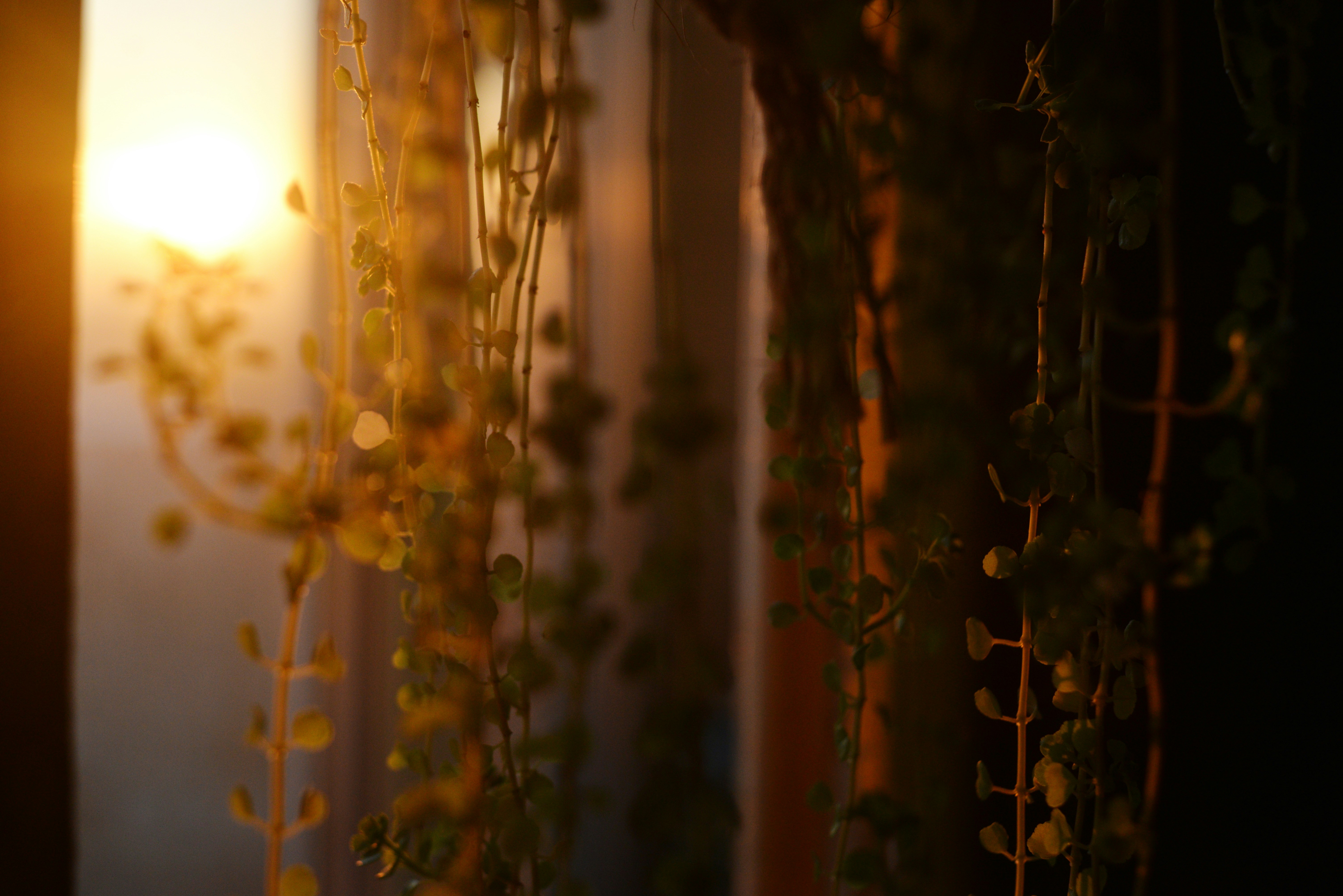 창가 근처에 걸린 식물 사이로 햇빛이 비치고 있습니다.