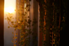 Sunlight shines through hanging plants near a window.