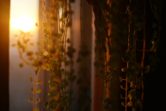Sunlight shines through hanging plants near a window.