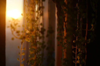 Sunlight shines through hanging plants near a window.