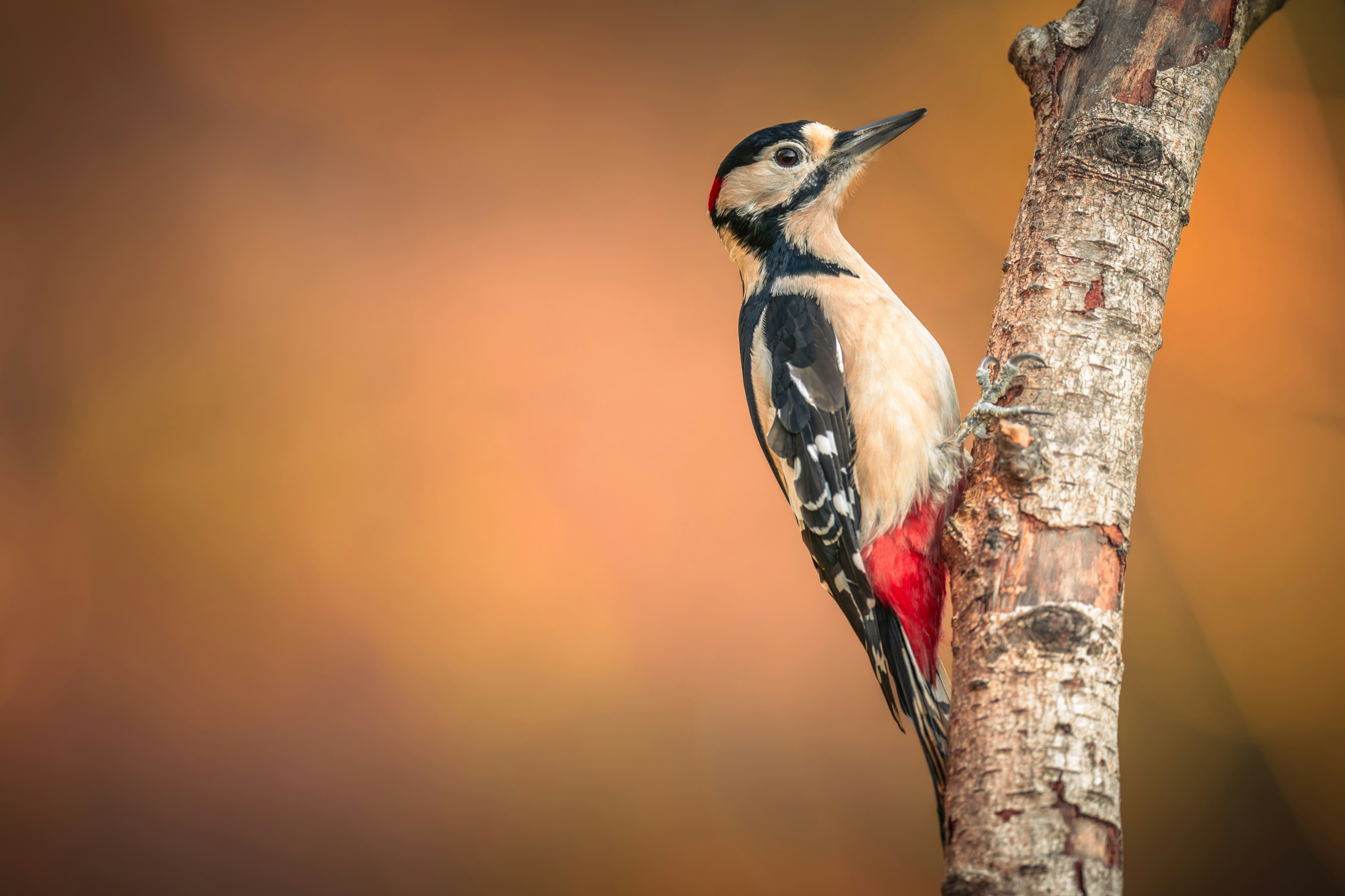 Un gran pájaro carpintero moteado se aferra al tronco de un árbol.