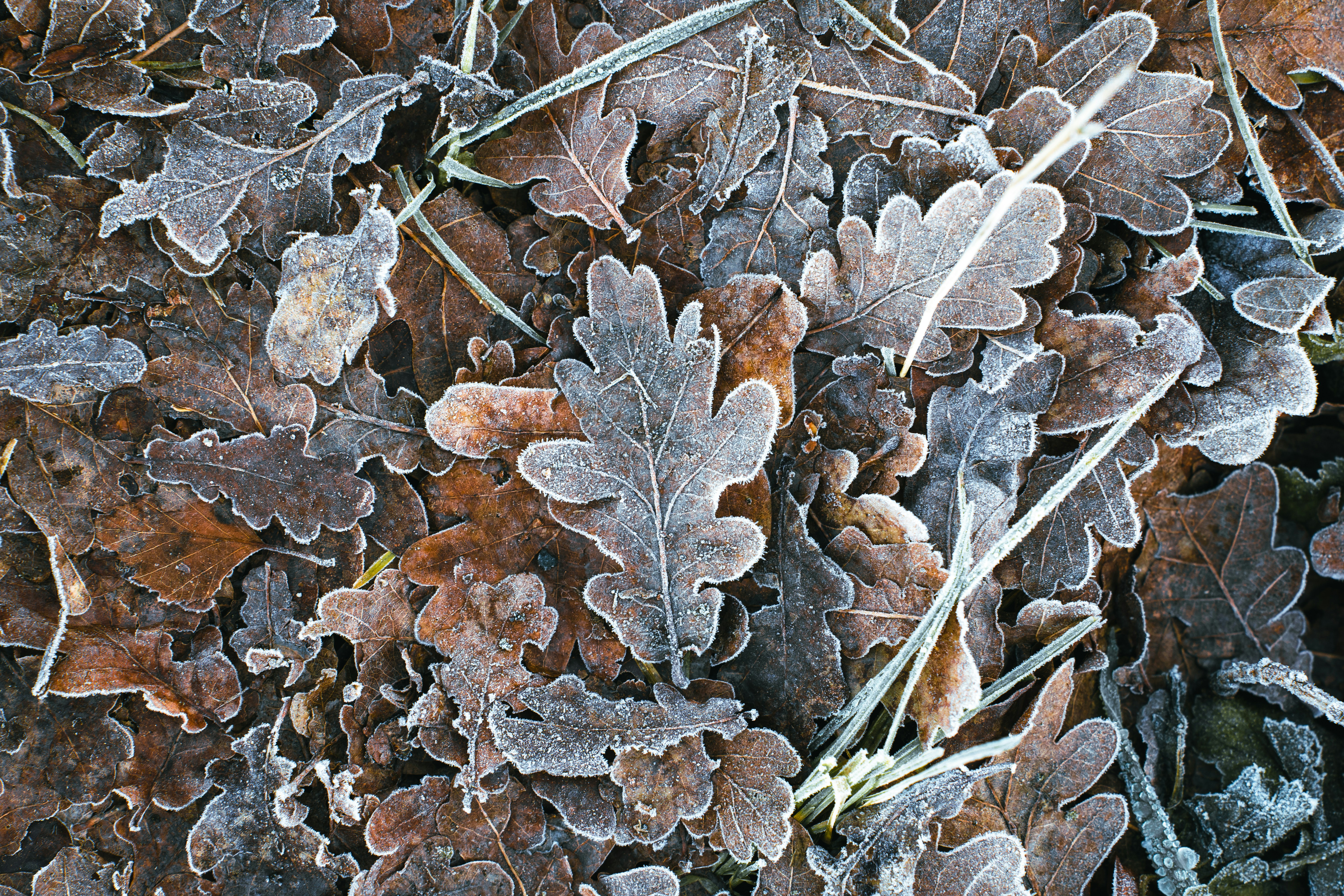 Frostbedeckte Eichenblätter auf dem Boden.