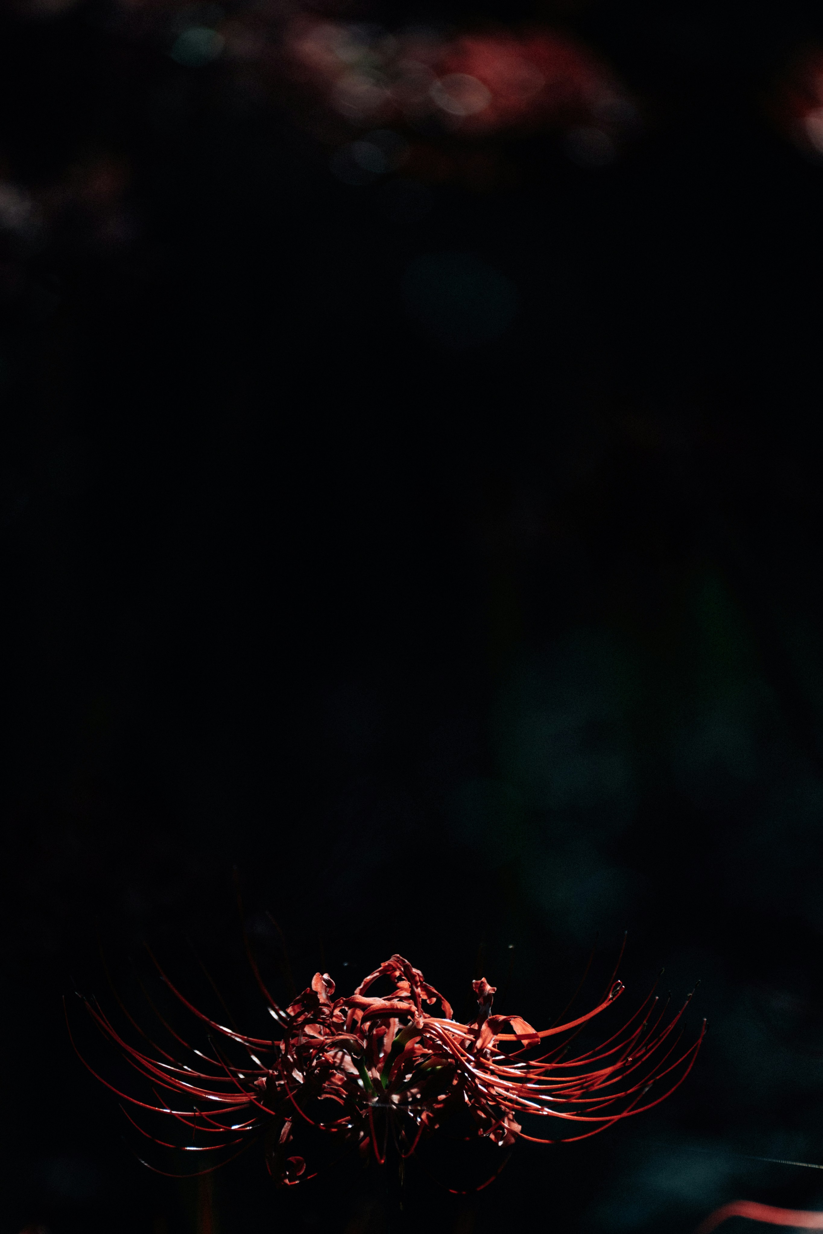 Photo by tsuyoshikozu