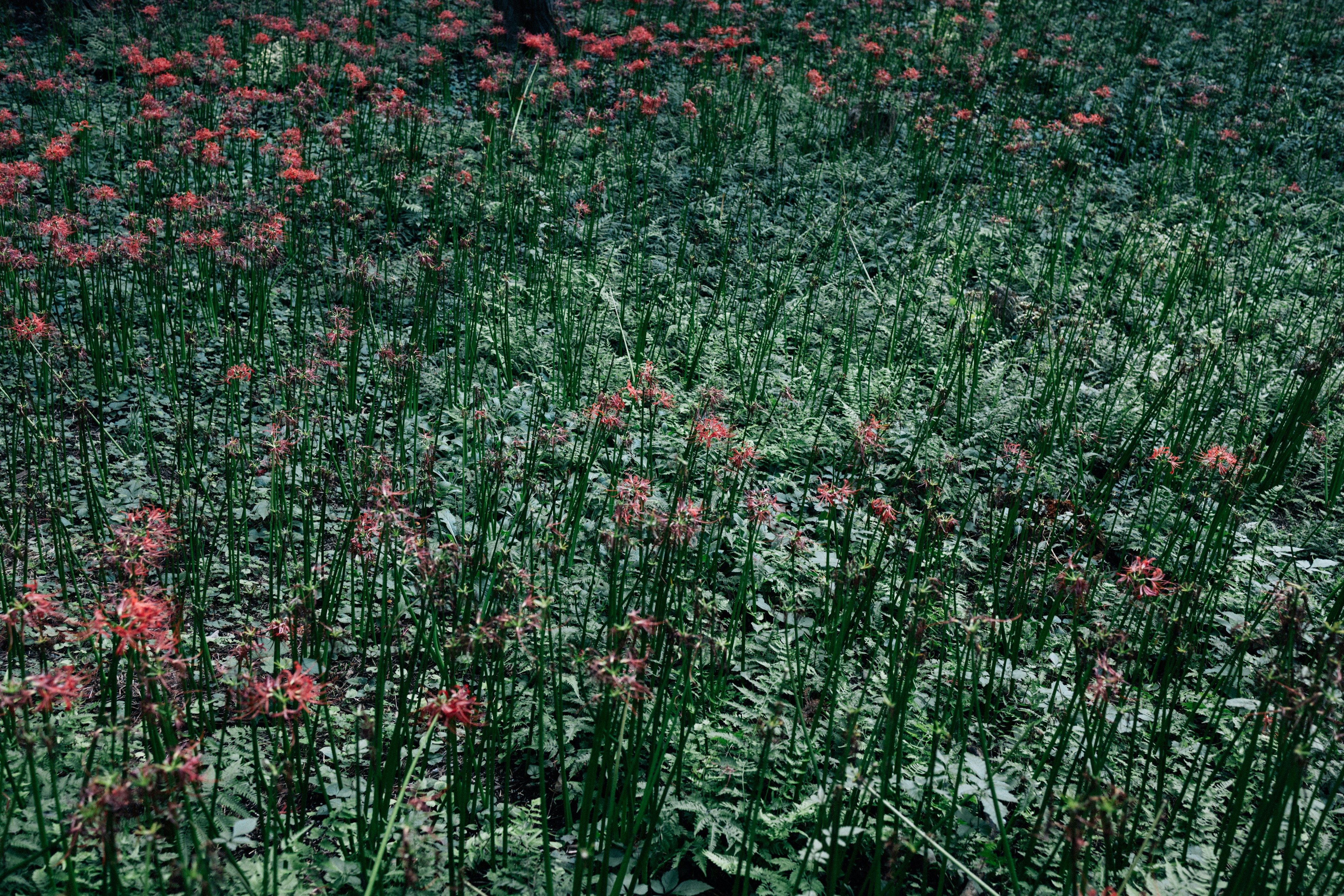 Photo by tsuyoshikozu