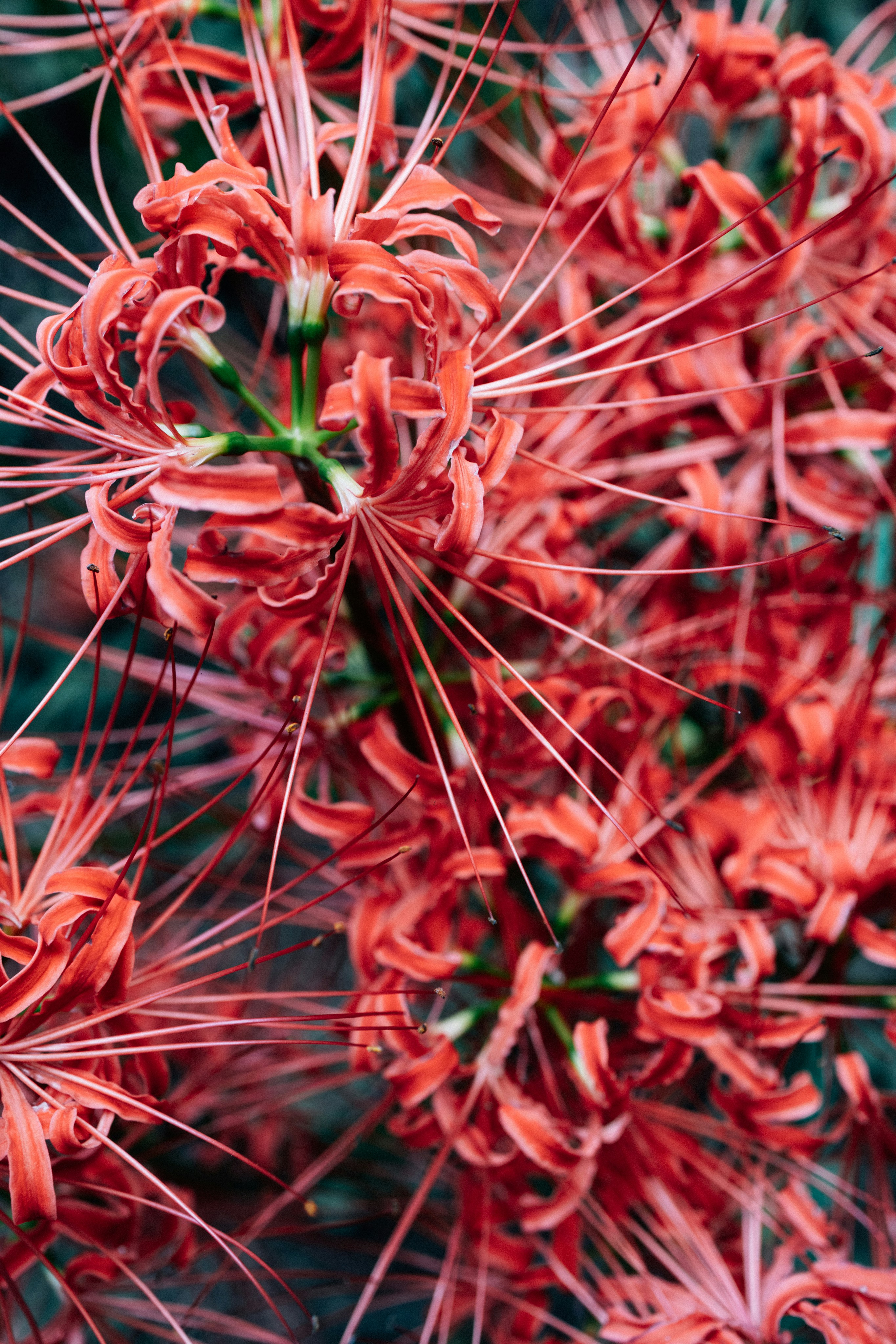 Photo by tsuyoshikozu