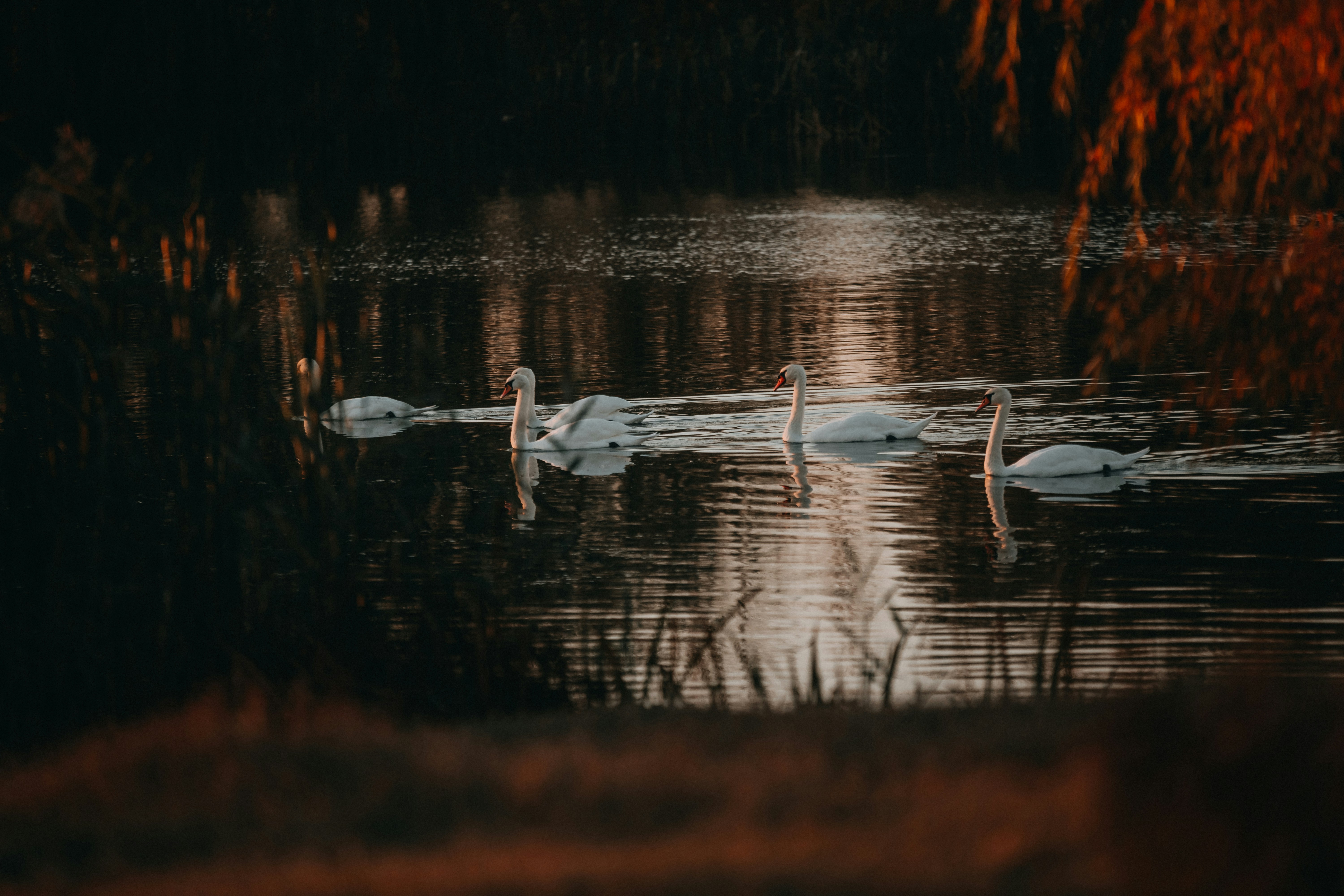 Photo by sylvester_s