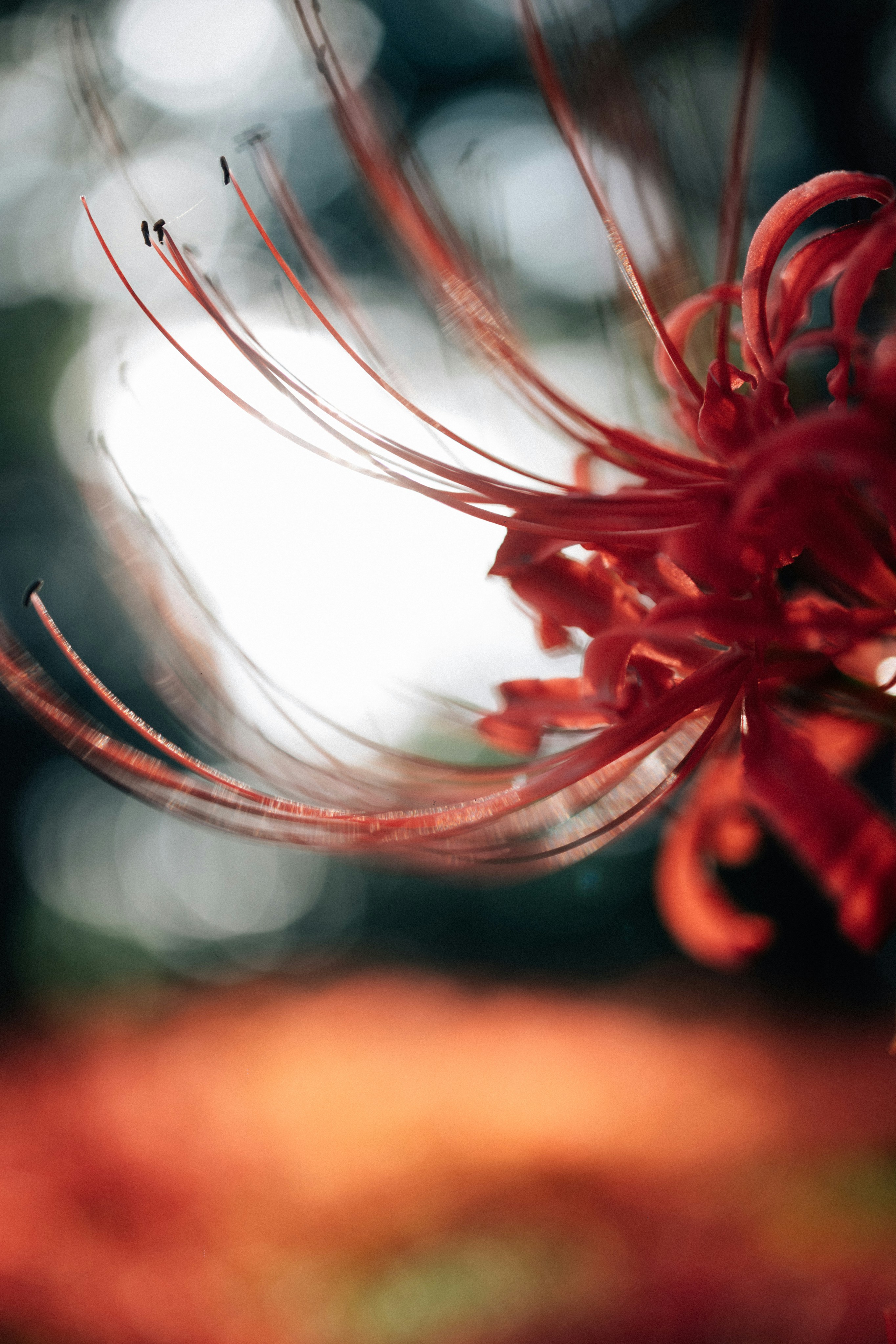 Photo by tsuyoshikozu