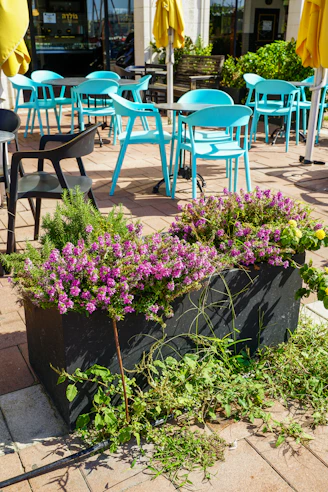 Outdoor cafe seating with bright pink flowers in planter.
