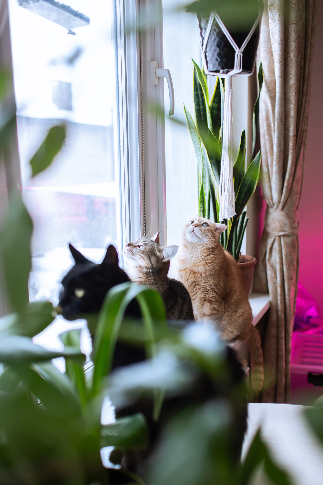 ライフスタイル別の記事「多頭飼育で猫同士を隔離できる間取り」のアイキャッチ画像