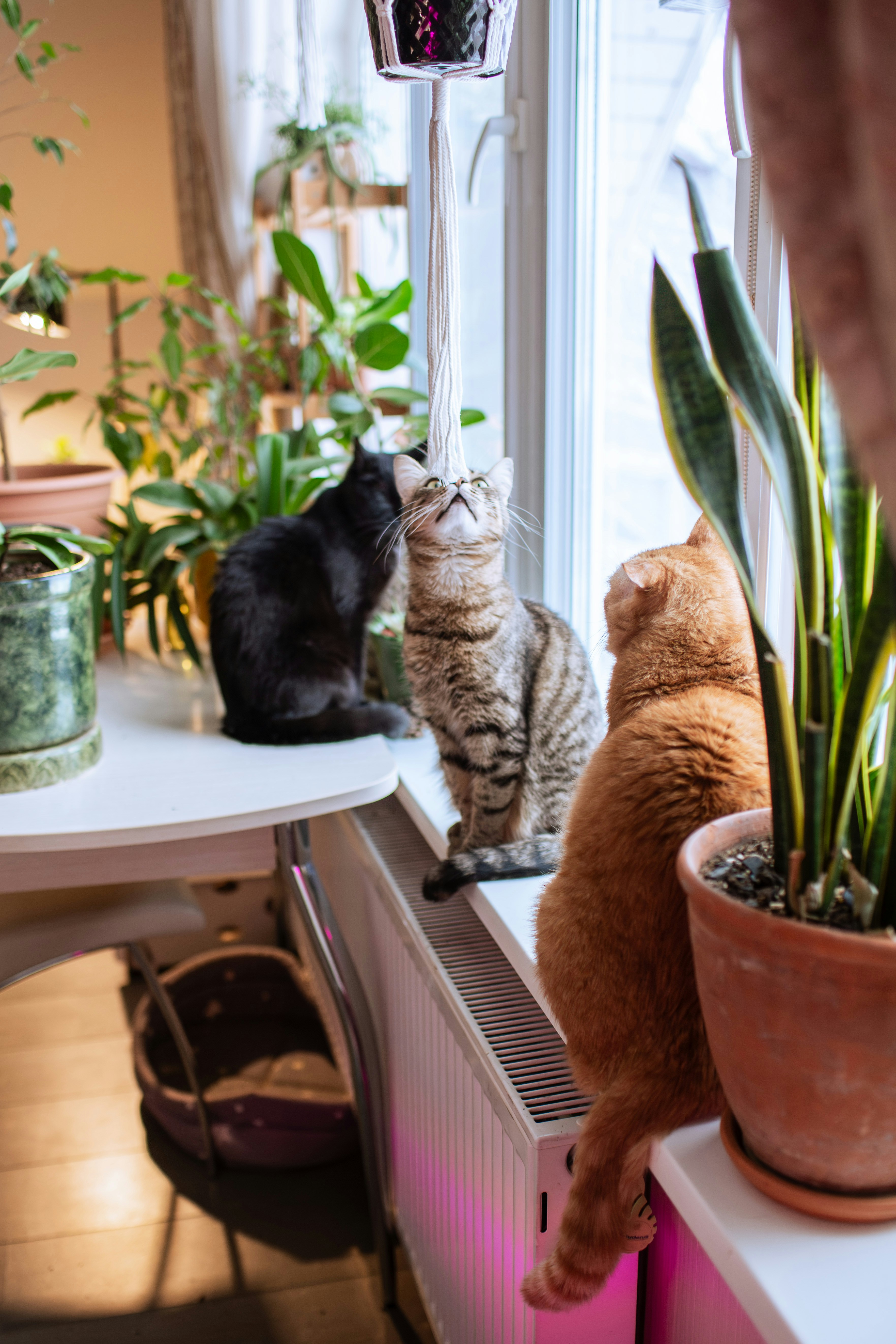 Three cats sitting on a windowsill with plants.